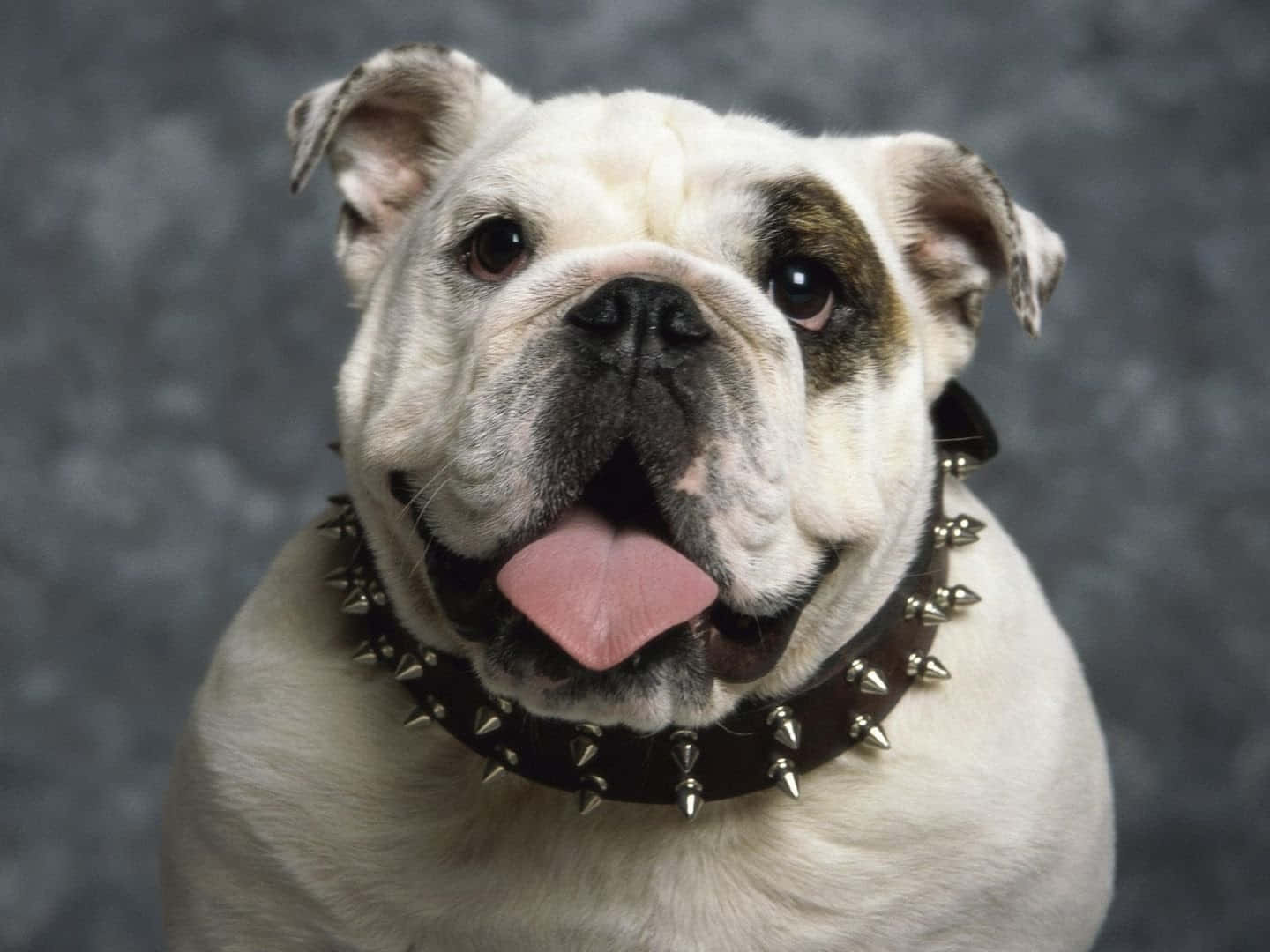 Bulldog 桌布 壁紙 — 一隻白色鬥牛犬戴著尖刺項圈，在灰色紋理背景上伸出粉紅色舌頭。