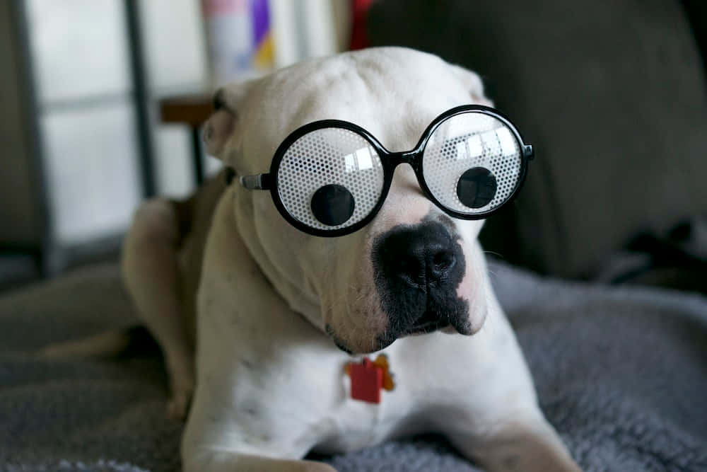 Eyes 桌布 壁紙 — 一隻白色鬥牛犬戴著帶有黑色圓點的超大圓形眼鏡，躺在室內的灰色毯子上。