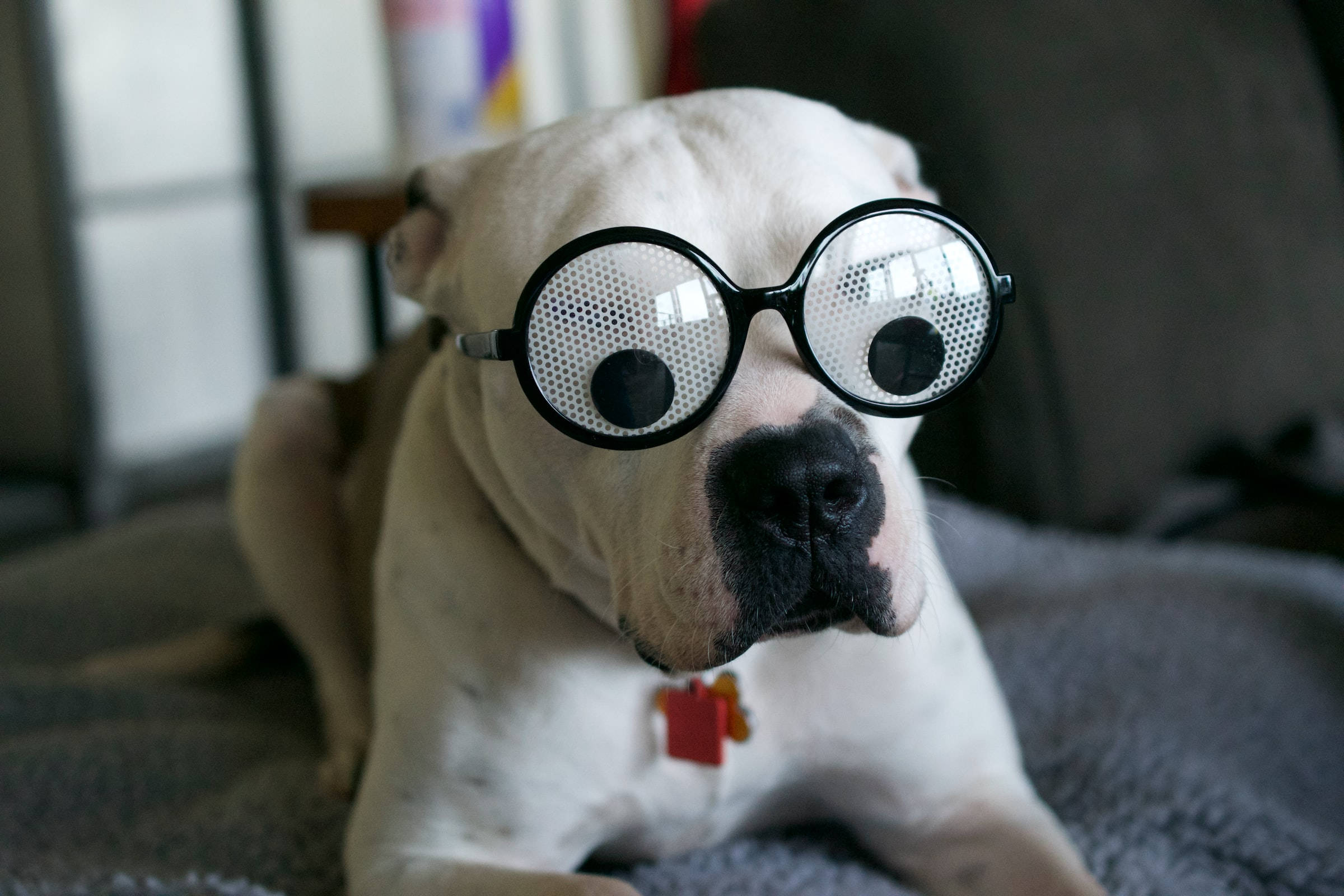 狗 桌布 壁紙 — 一隻白色鬥牛犬戴著超大圓框眼鏡，配有黑色網狀鏡片，躺在室內的灰色毯子上。