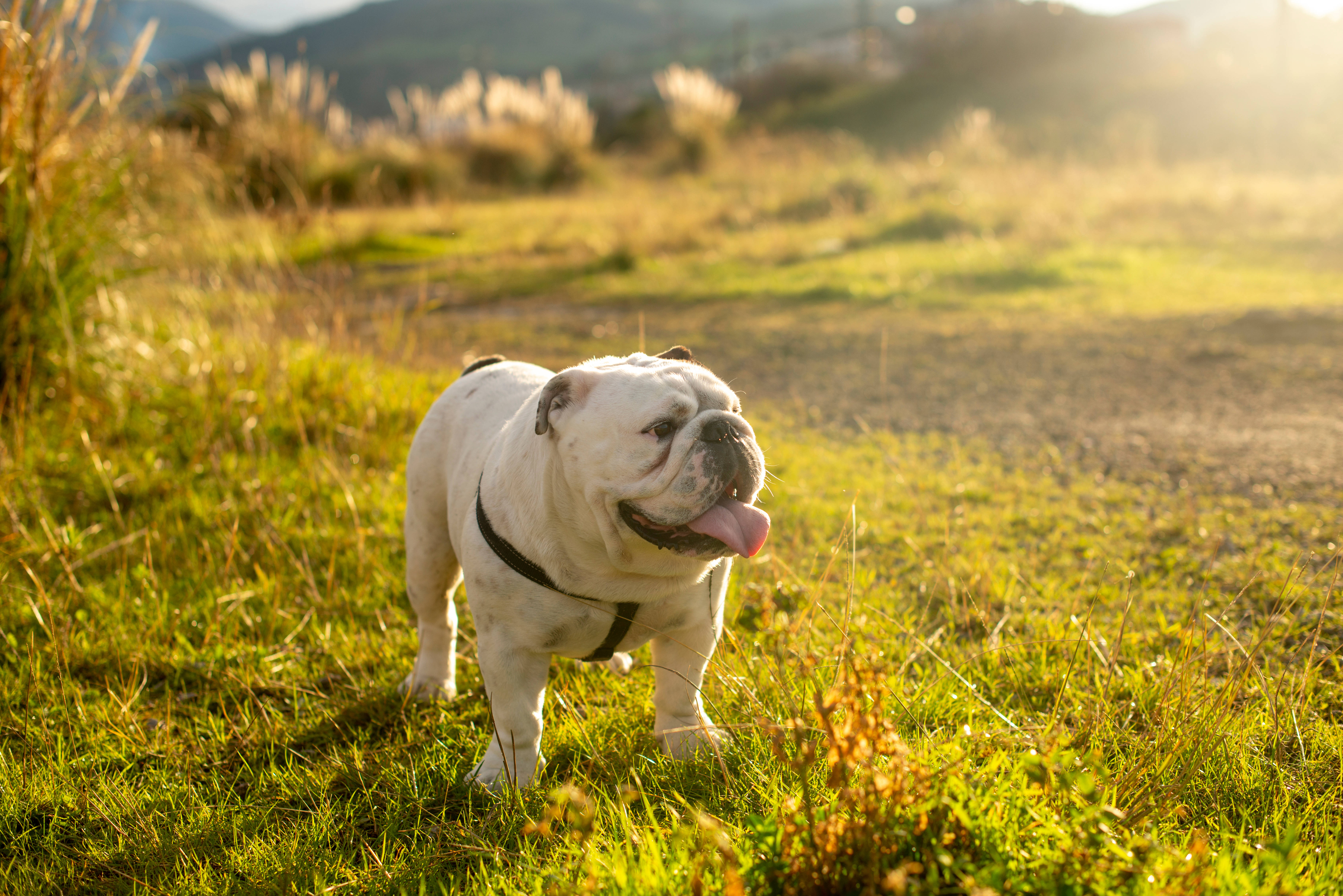 Bulldog 桌布 壁紙 — 一隻白色鬥牛犬戴著黑色胸背帶，在金色陽光下站在草地上喘氣，背景有山丘。