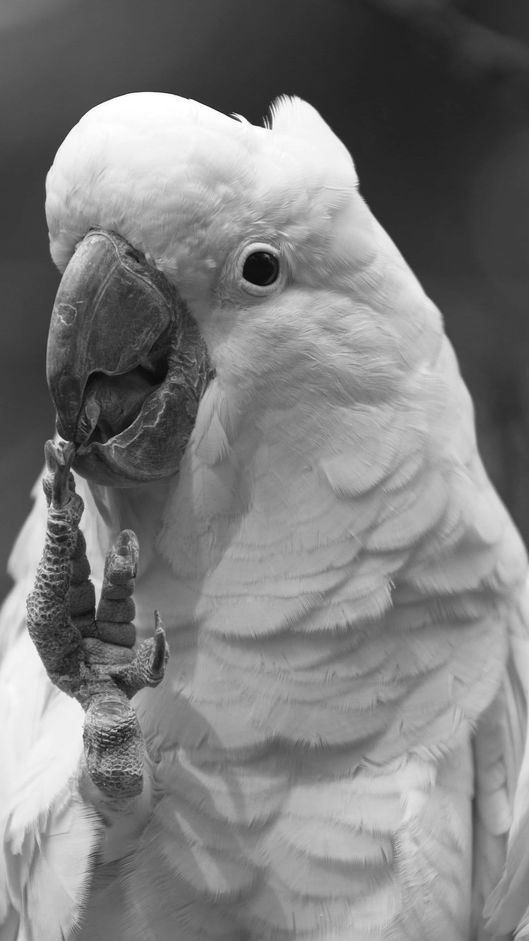 鳥 桌布 壁紙 — 一隻白色鳳頭鸚鵡將腳靠近喙的黑白特寫鏡頭。