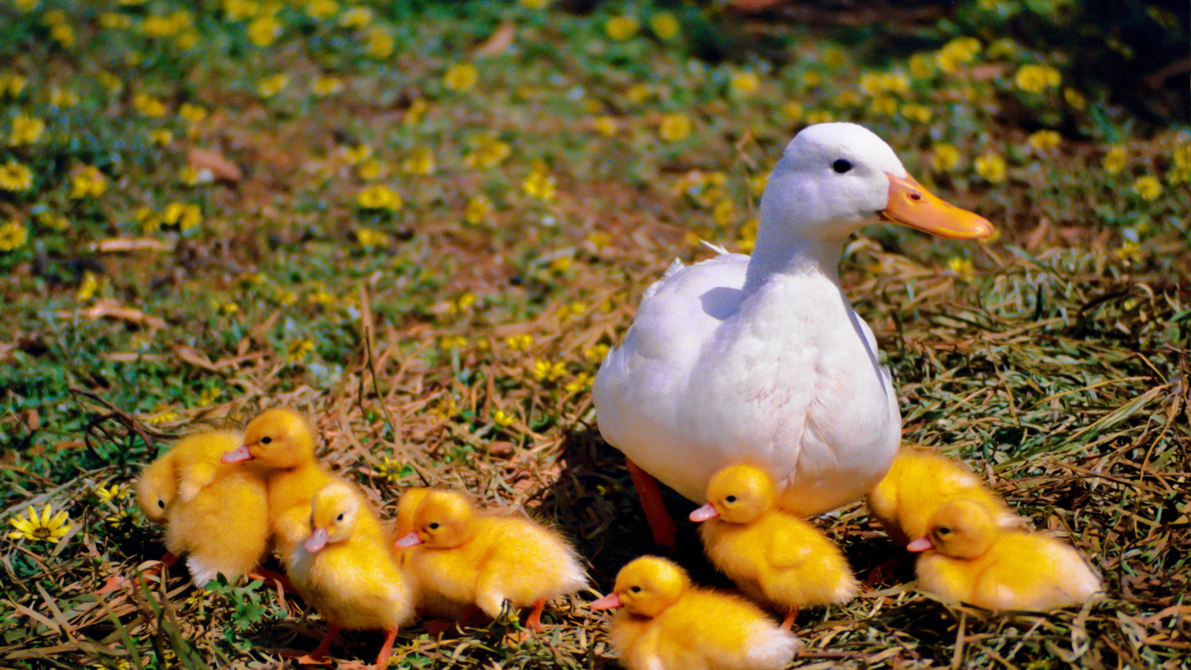 White Duck 桌布 壁紙 — 一隻白色鴨媽媽有橙色喙，保護性地站在她毛茸茸的黃色小鴨之間，草地上點綴著小黃花。