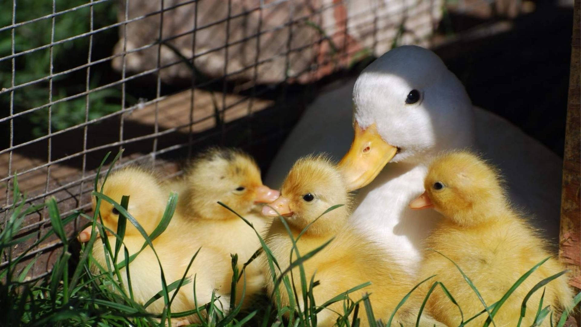 Baby Duck 桌布 壁紙 — 一隻白色鴨媽媽溫柔地用鼻輕碰牠的四隻毛茸茸黃色小鴨，小鴨們窩在鐵絲網旁邊的綠草中。