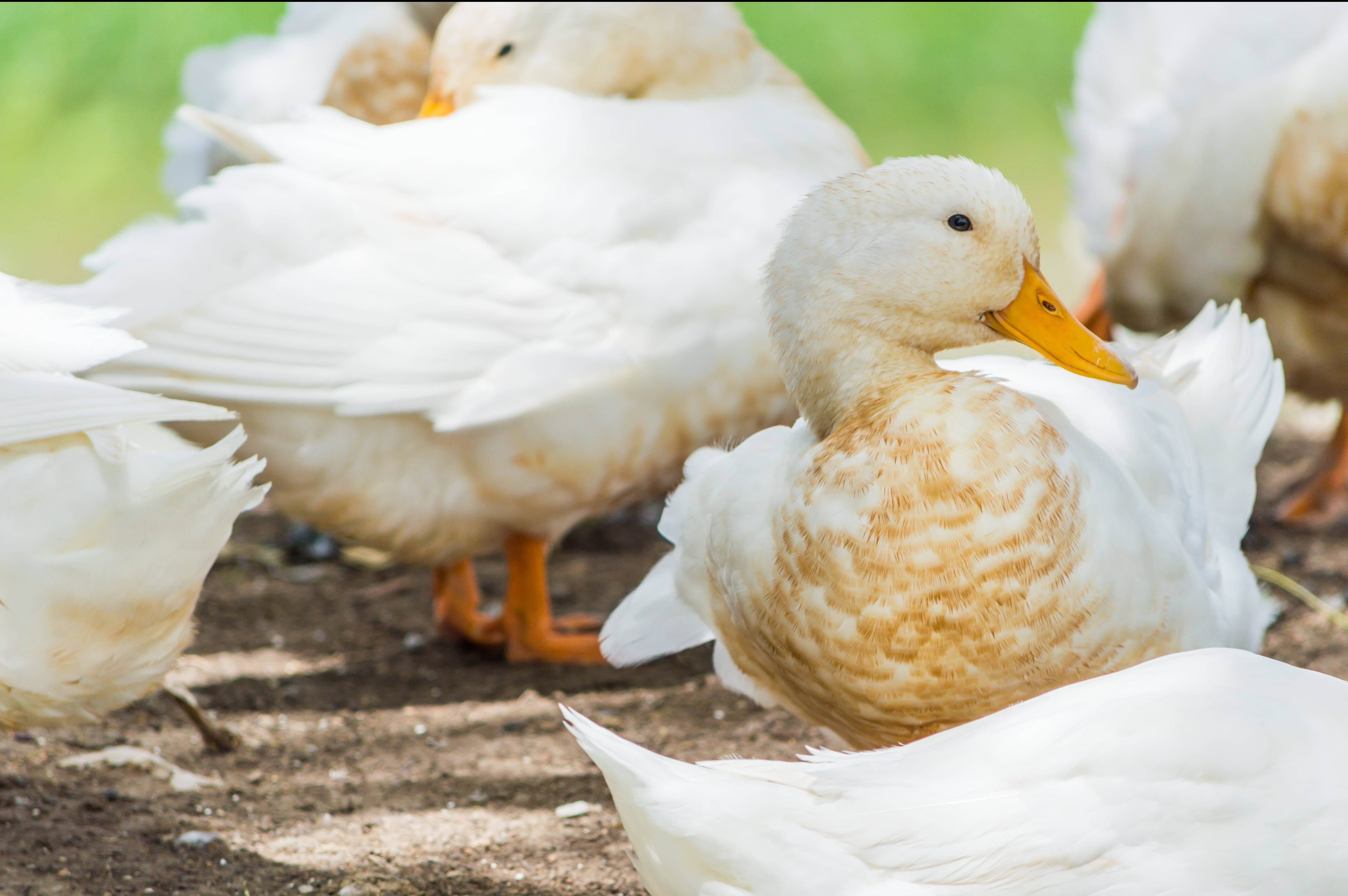 White Duck 桌布 壁紙 — 一隻白色鴨子，有橙色喙和腳，在泥地上整理羽毛，背景是模糊的綠色。