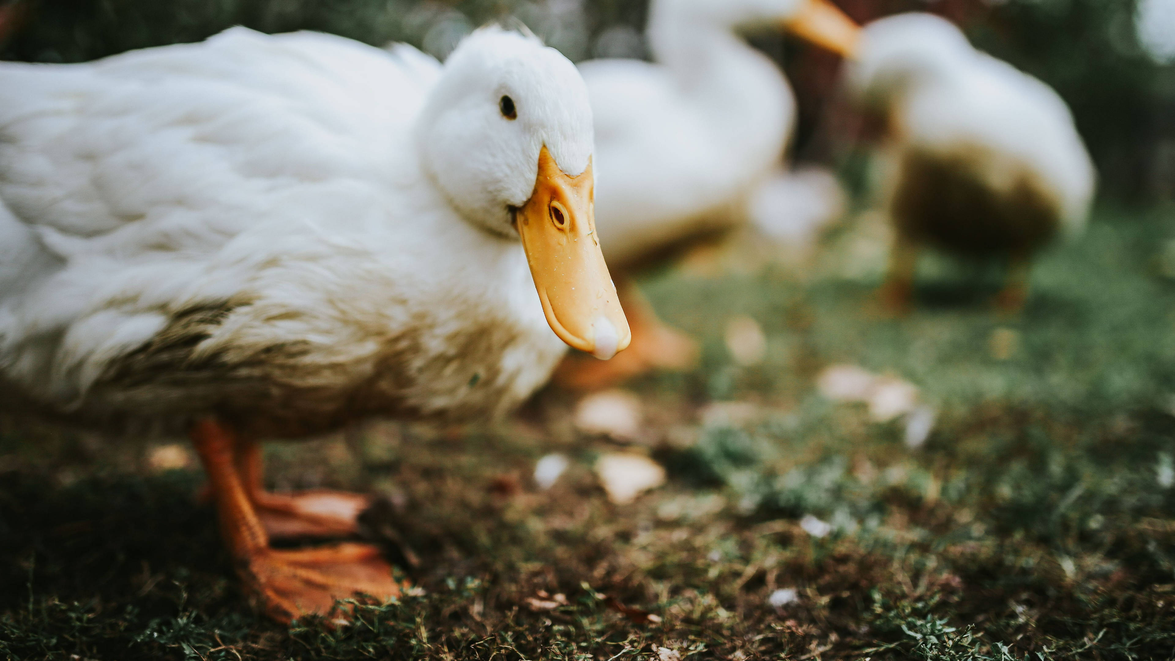 White Duck 桌布 壁紙 — 一隻白色鴨子，有橙色喙和腳，站在草地上，背景有其他鴨子模糊不清的特寫。