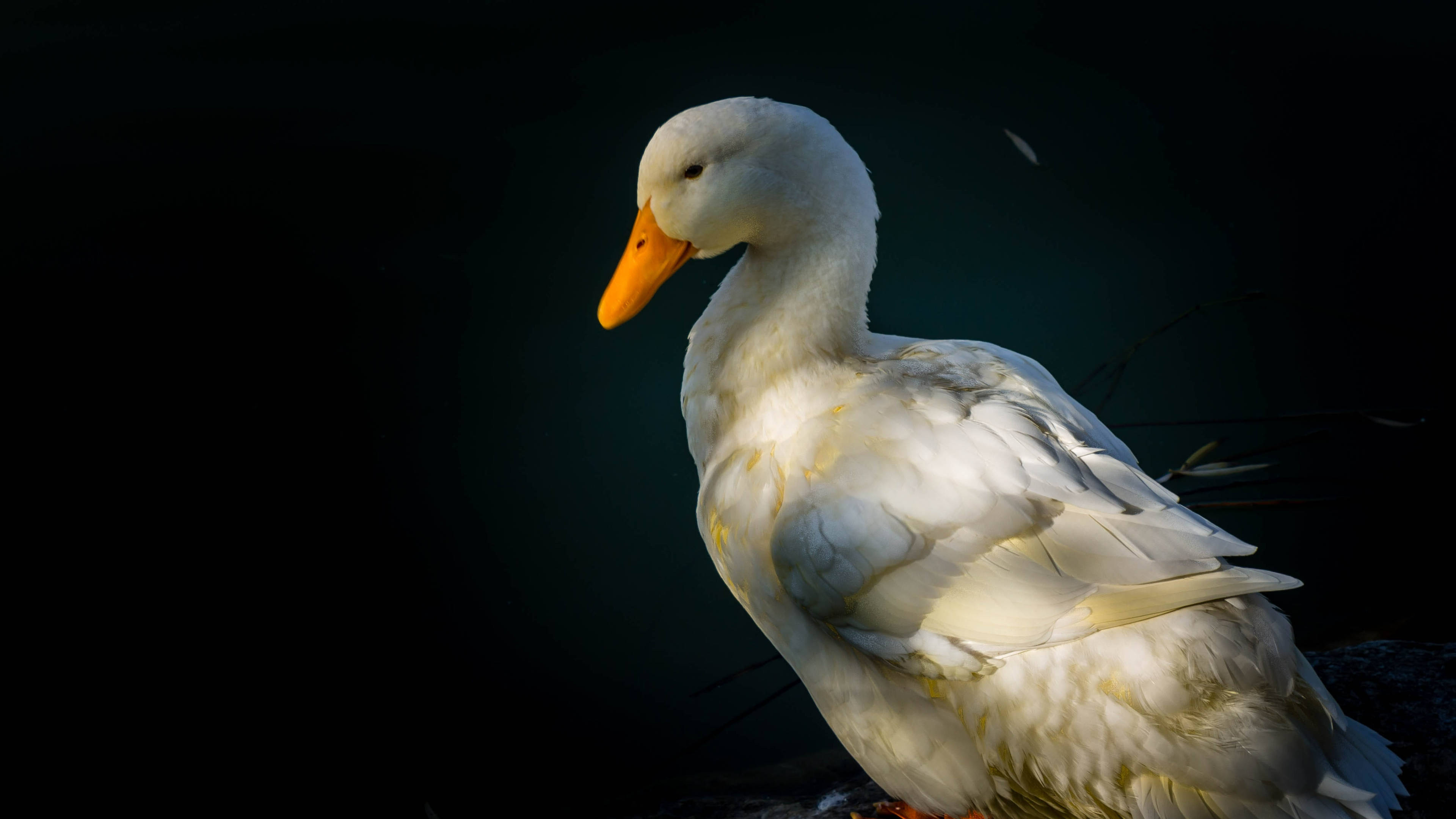 White Duck 桌布 壁紙 — 一隻白色鴨子，橙色喙，側面站立在深色背景前，柔和光線突顯其羽毛。