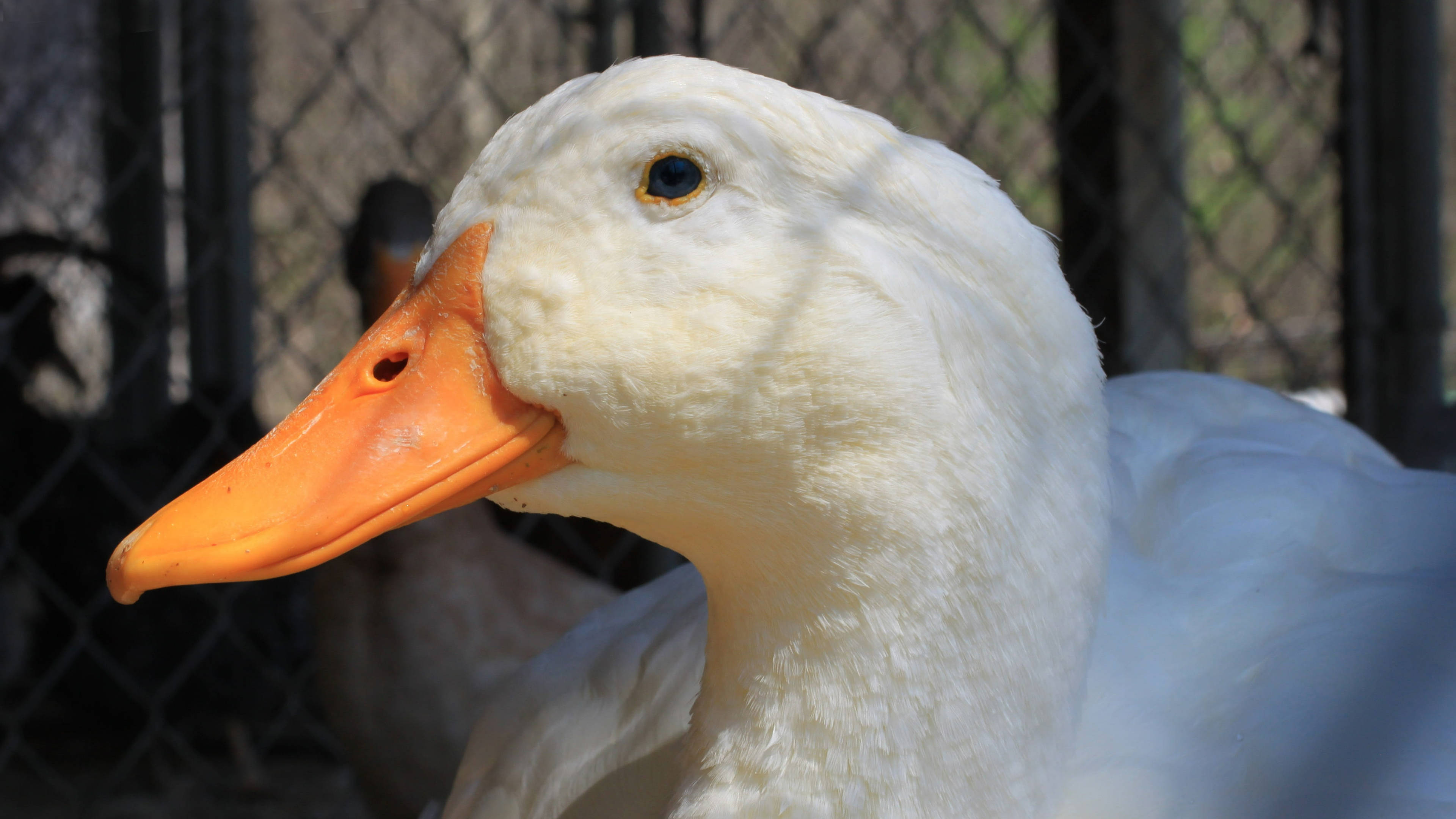 White Duck 桌布 壁紙 — 一隻白色鴨子，橙色喙，在明亮陽光下，冷靜地凝視著鐵絲網圍欄後的特寫。