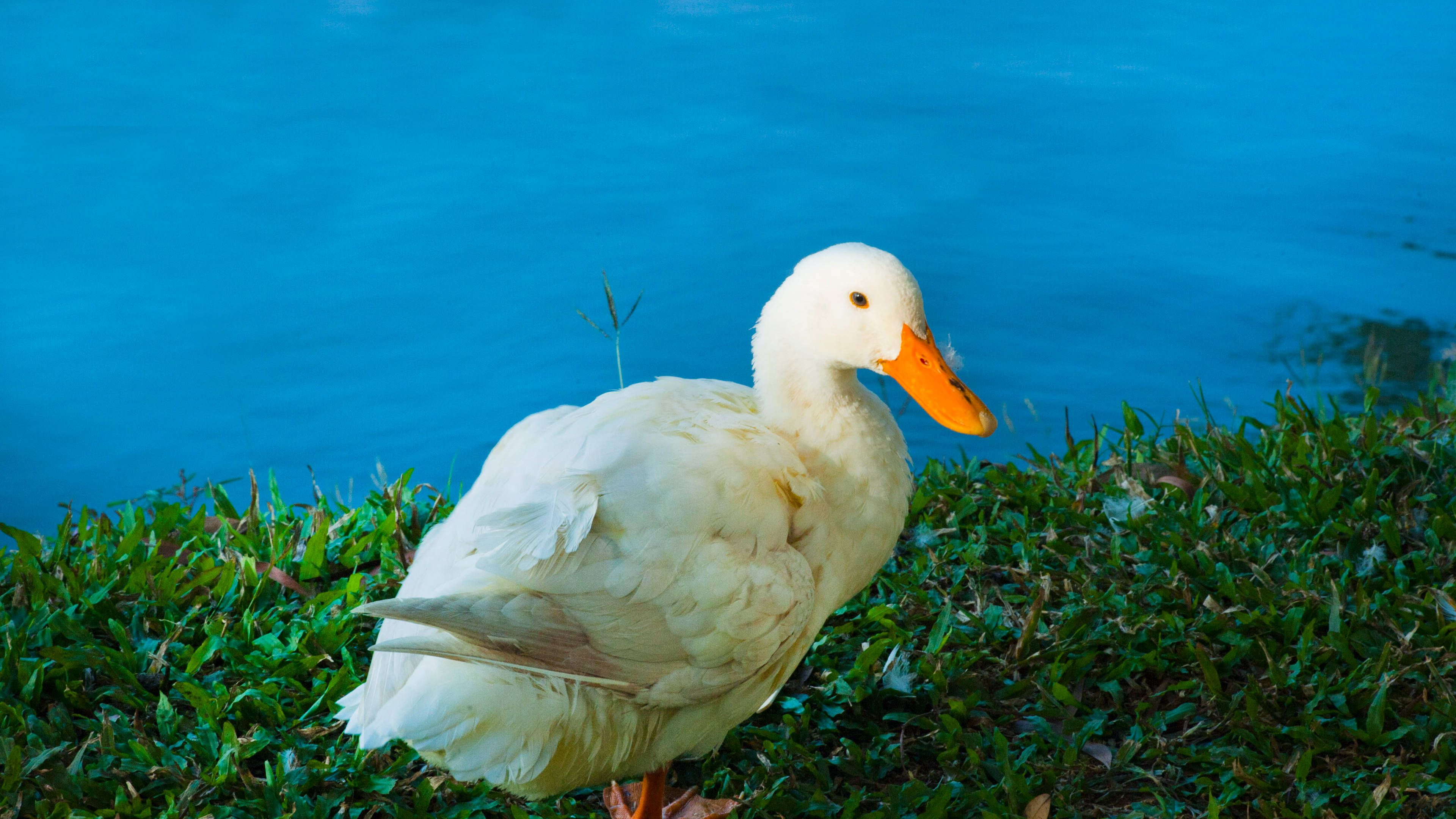 White Duck 桌布 壁紙 — 一隻白色鴨子，橙色喙，站在綠色草地上，旁邊是平靜的藍色水面，在明亮的日光下。