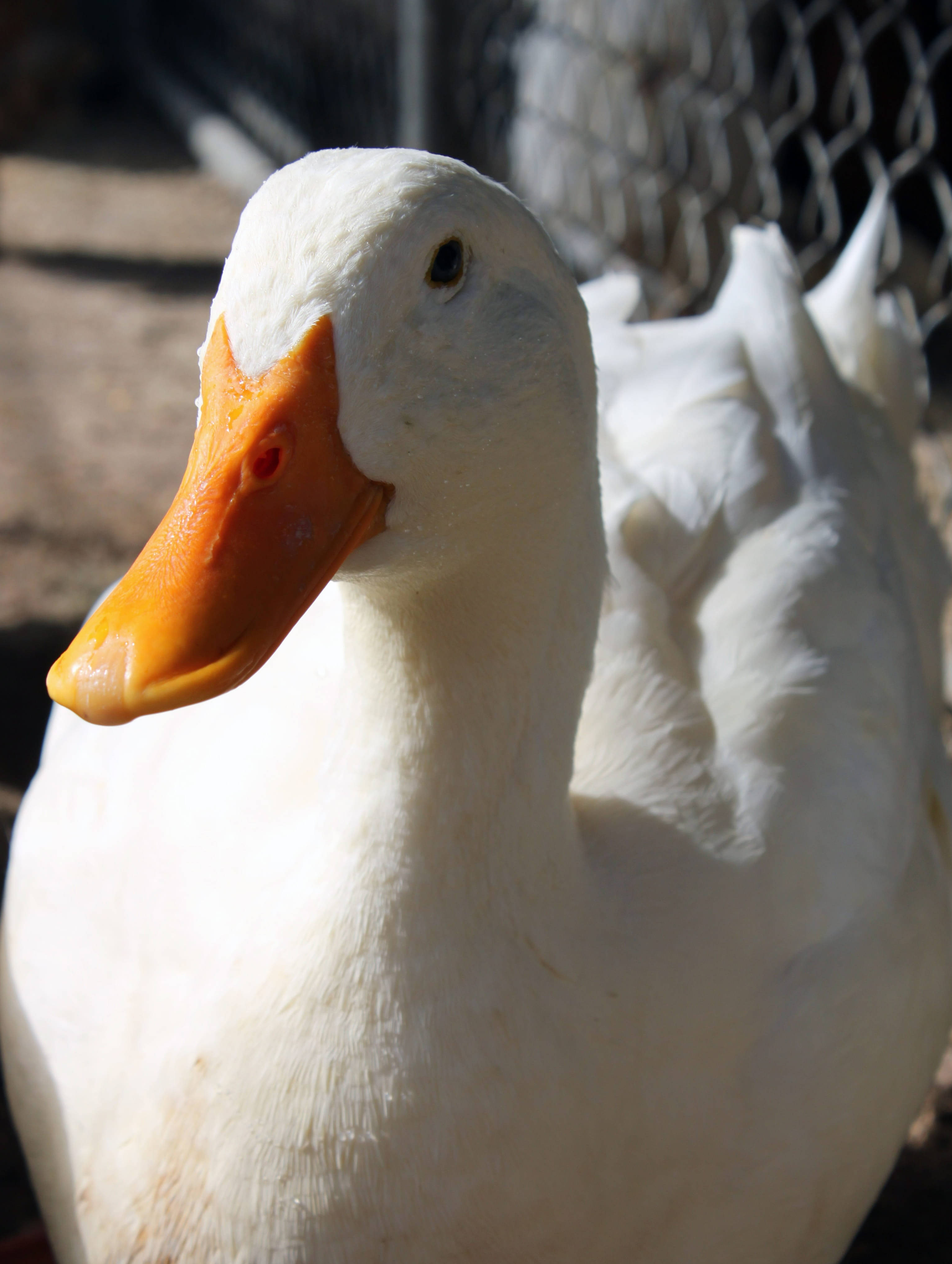 White Duck 桌布 壁紙 — 一隻白色鴨子有橙色喙，在鐵絲網圍欄附近享受明亮陽光的特寫。