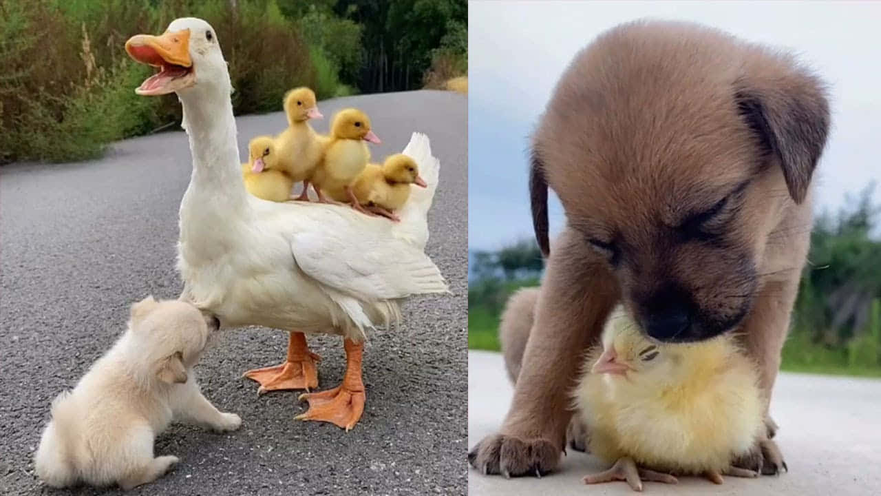 Baby Duck 桌布 壁紙 — 一隻白色鴨子背著小鴨，而一隻小狗在鋪砌的小路上用鼻子蹭著小雞。