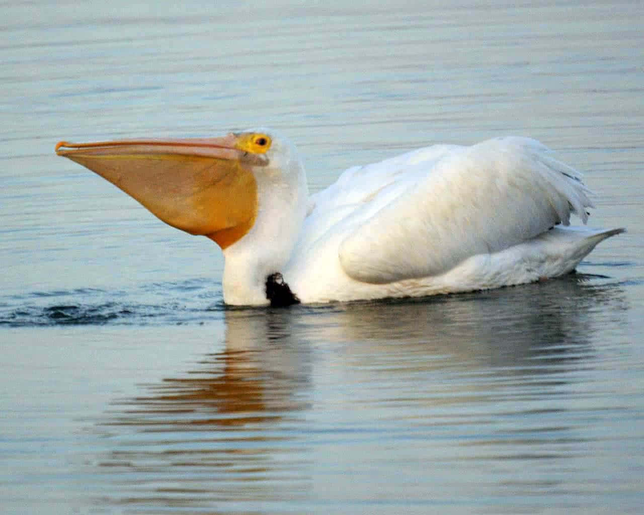 Pelicans 桌布 壁紙 — 一隻白色鵜鶘，有著巨大的橙色喙，平靜地滑過平靜的藍色水面，水面倒映著它的身影。
