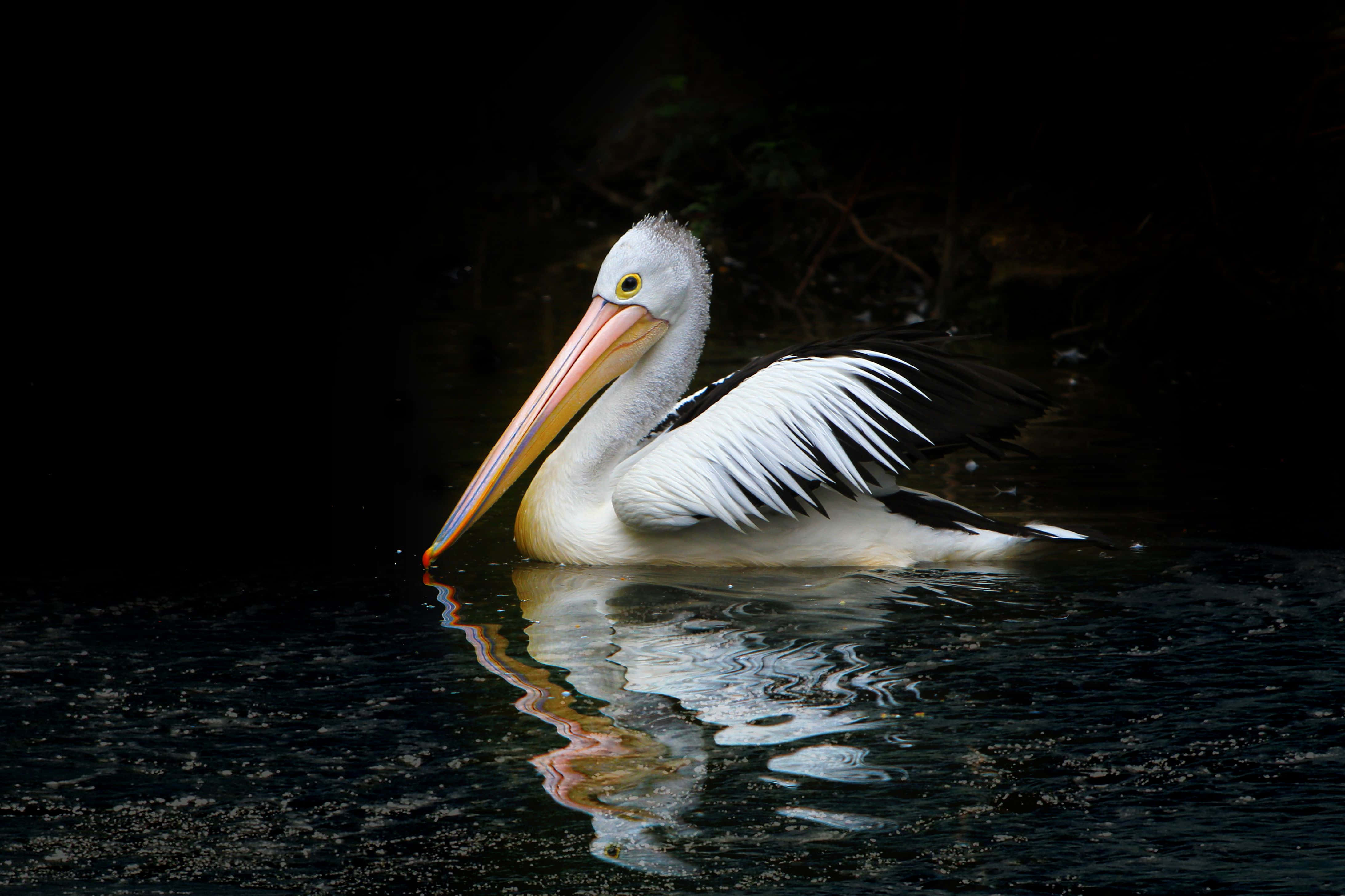 Pelicans 桌布 壁紙 — 一隻白色鵜鶘，翅膀尖端黑色，在深色水面上寧靜地漂浮，長喙浸入水面，背景為黑色。