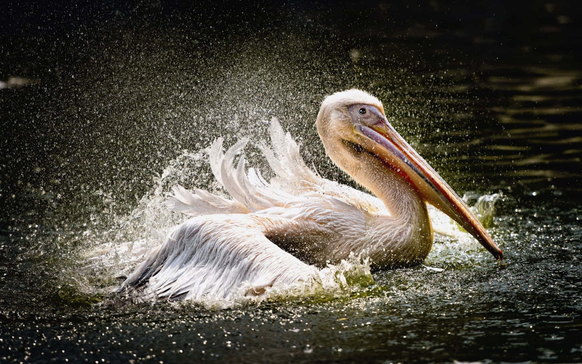Pelicans 桌布 壁紙 — 一隻白色鵜鶘在暗水中戲劇性地潑水，水滴在其頭部和長喙周圍飛濺。
