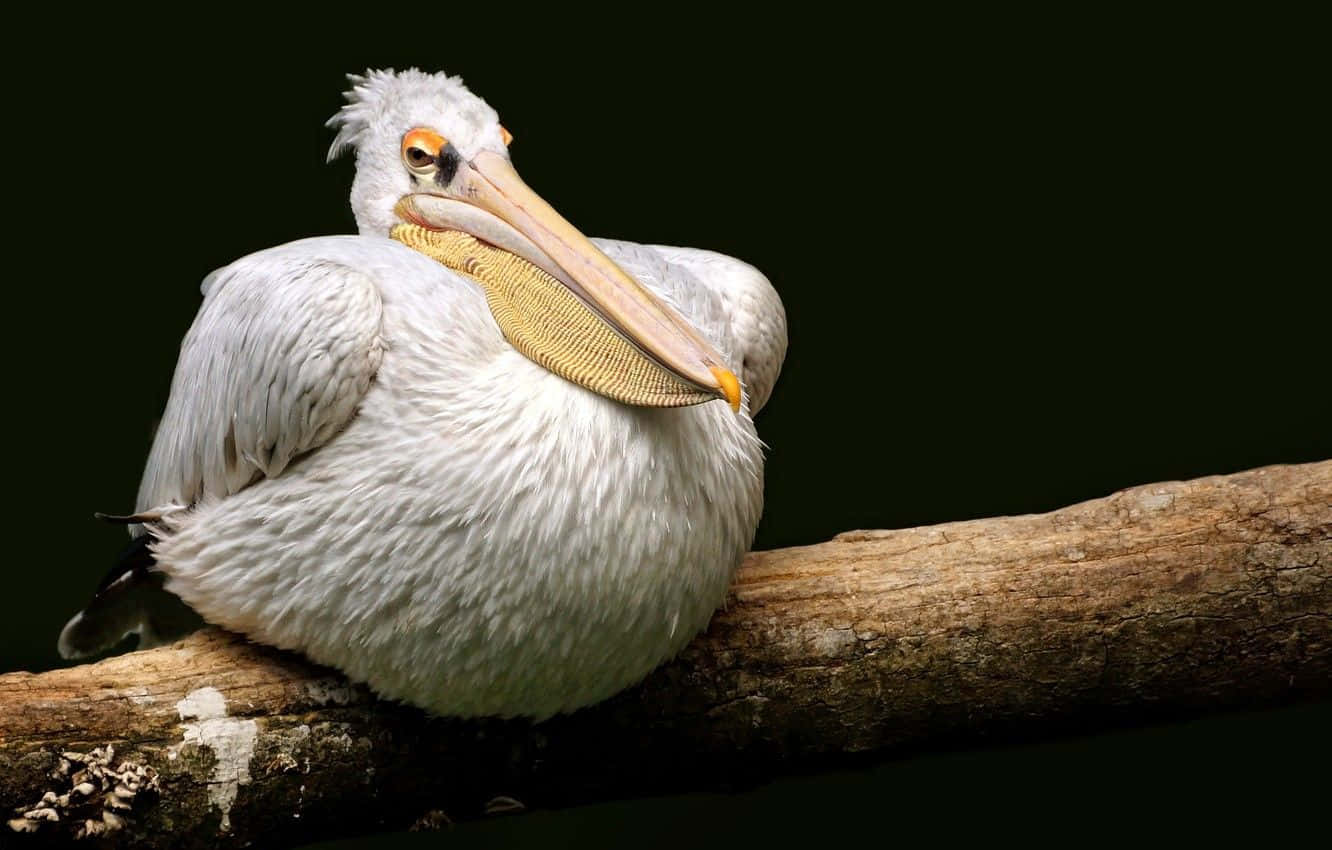 Pelicans 桌布 壁紙 — 一隻白色鵜鶘帶有淡黃色的喙，在黑暗背景下安詳地棲息在風化的樹枝上。