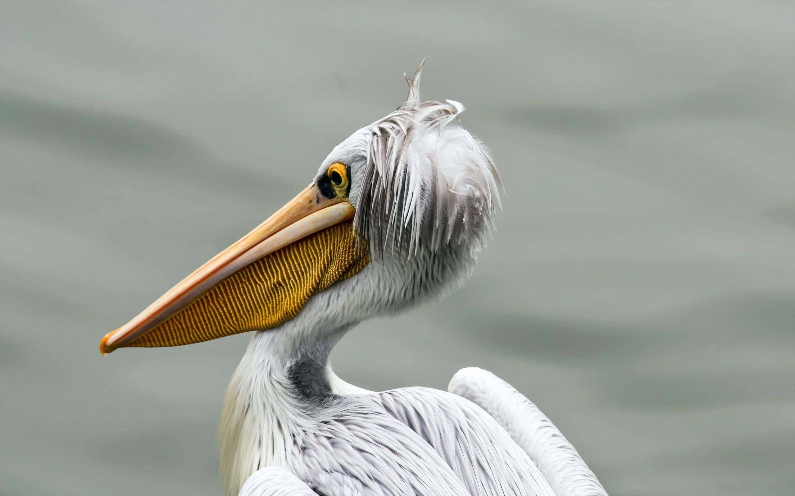 Pelicans 桌布 壁紙 — 一隻白色鵜鶘的特寫，擁有長長的橙色喙和黃色喉囊，站在模糊的灰色水背景前。