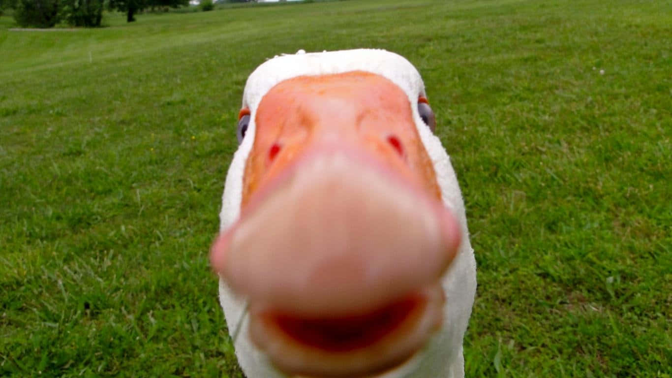 Cute Duck 桌布 壁紙 — 一隻白色鵝的臉部特寫，有橙色的喙，在草地上直視鏡頭。