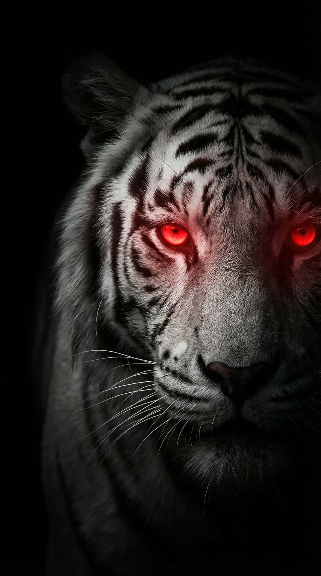 Glowing Red Eyes White Tiger  4K Wallpaper 壁紙 — 一隻白虎在漆黑背景中，用發光的紅眼強烈凝視。