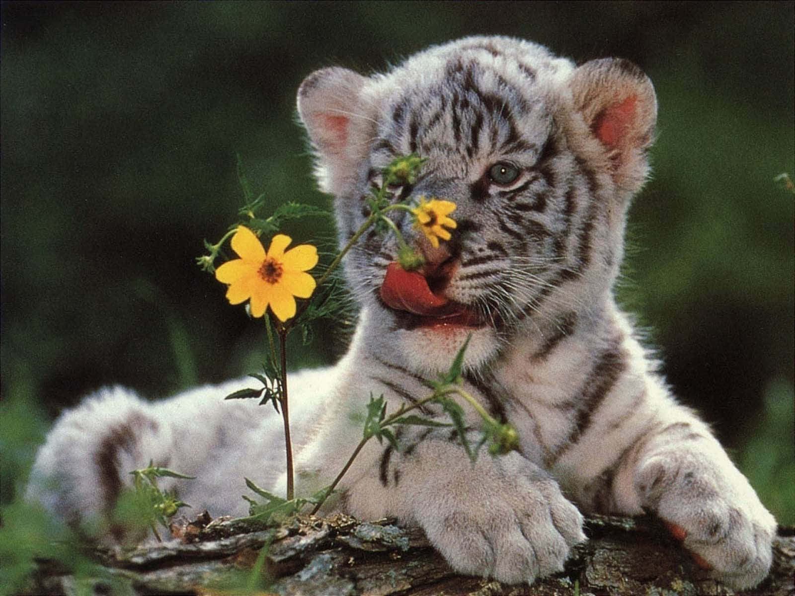 Cute Tiger 桌布 壁紙 — 一隻白虎幼崽在茂密的綠色森林中，躺在長滿苔蘚的木頭上，頑皮地舔著一朵鮮黃色的花。