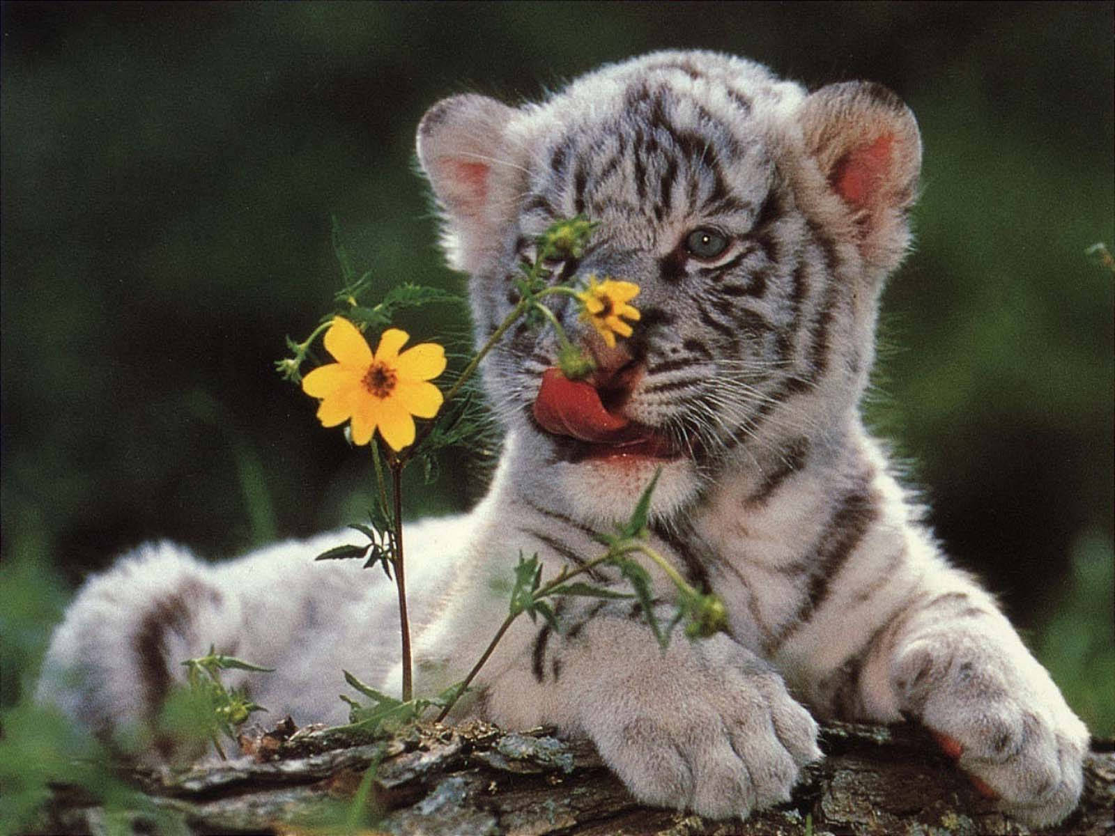 Baby Tiger 桌布 壁紙 — 一隻白虎幼崽在茂密翠綠的森林中，躺在長滿苔蘚的木頭上，頑皮地舔著一朵鮮黃色的花。