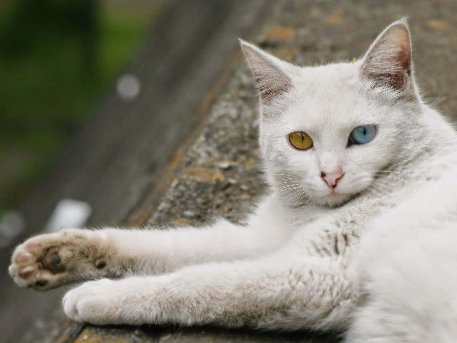 Turkish Angora 桌布 壁紙 — 一隻白貓，有一隻藍色和一隻黃色的眼睛，放鬆地躺在一塊風化的木質表面上。