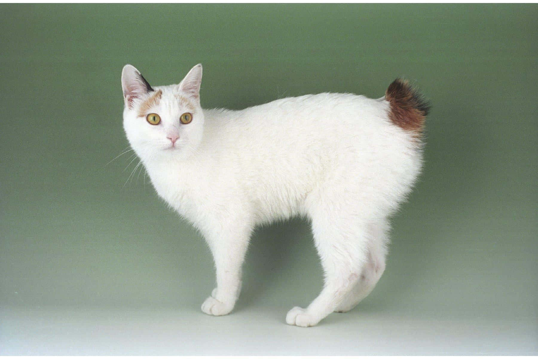 Japanese Bobtail 桌布 壁紙 — 一隻白貓，琥珀色眼睛，尾巴尖端褐色，在柔和的綠色工作室背景前警覺地站立。