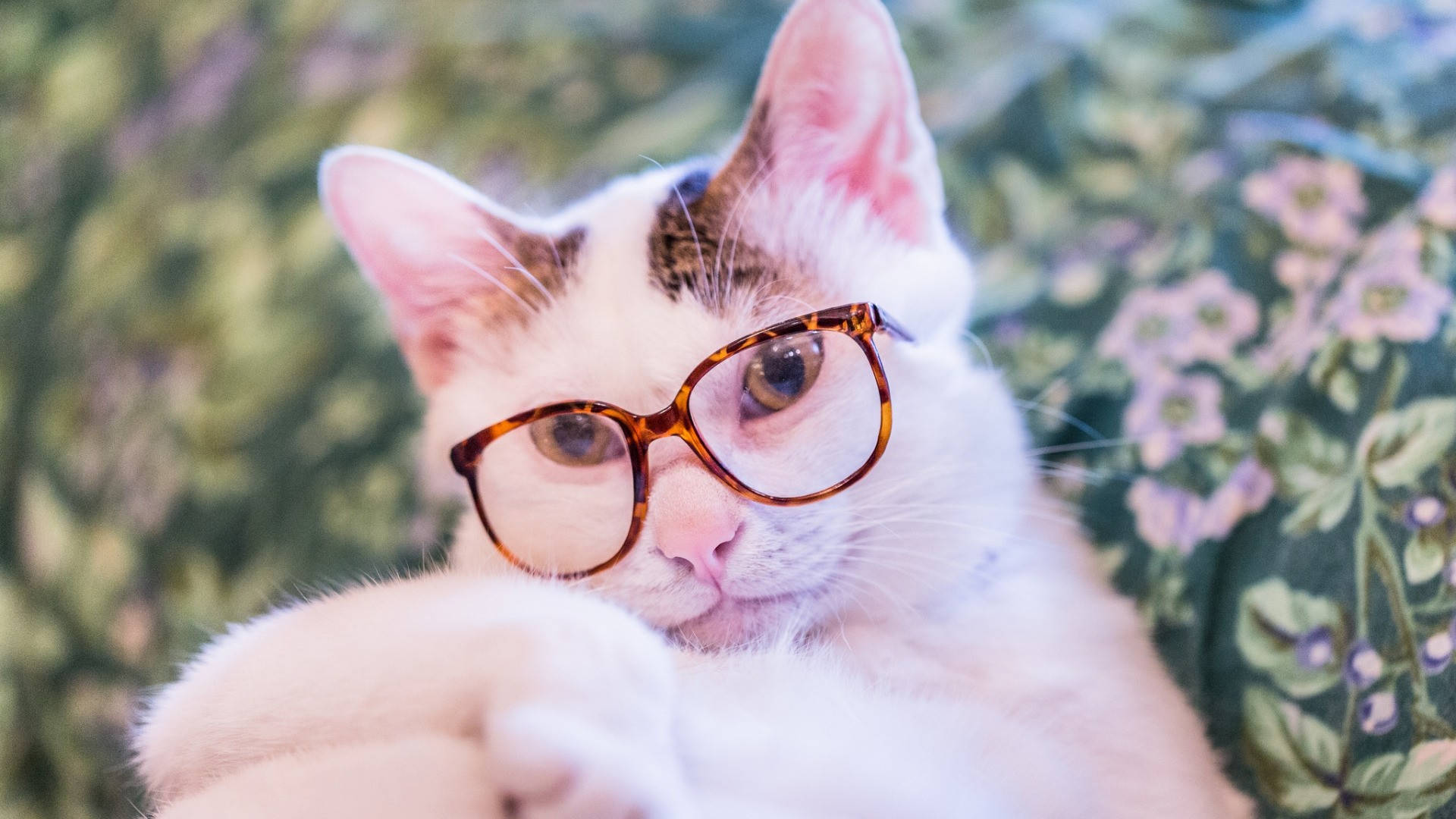 Cute Cat 桌布 壁紙 — 一隻白貓戴著龜甲眼鏡，躺在花卉圖案的毯子上，直視鏡頭。