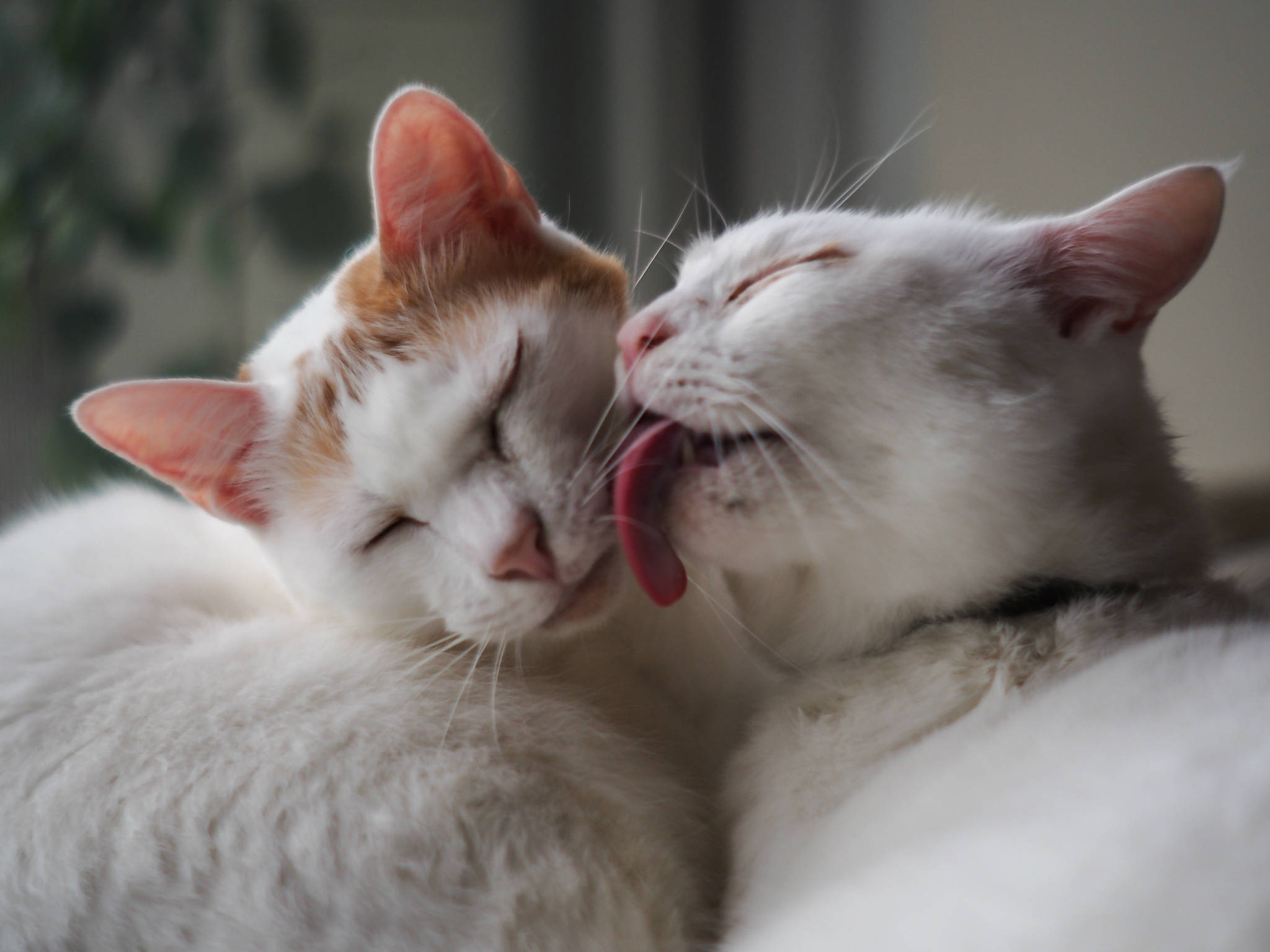 Cute Cat 桌布 壁紙 — 一隻白貓溫柔地舔著三色貓的臉，兩者都滿足地閉上眼睛。