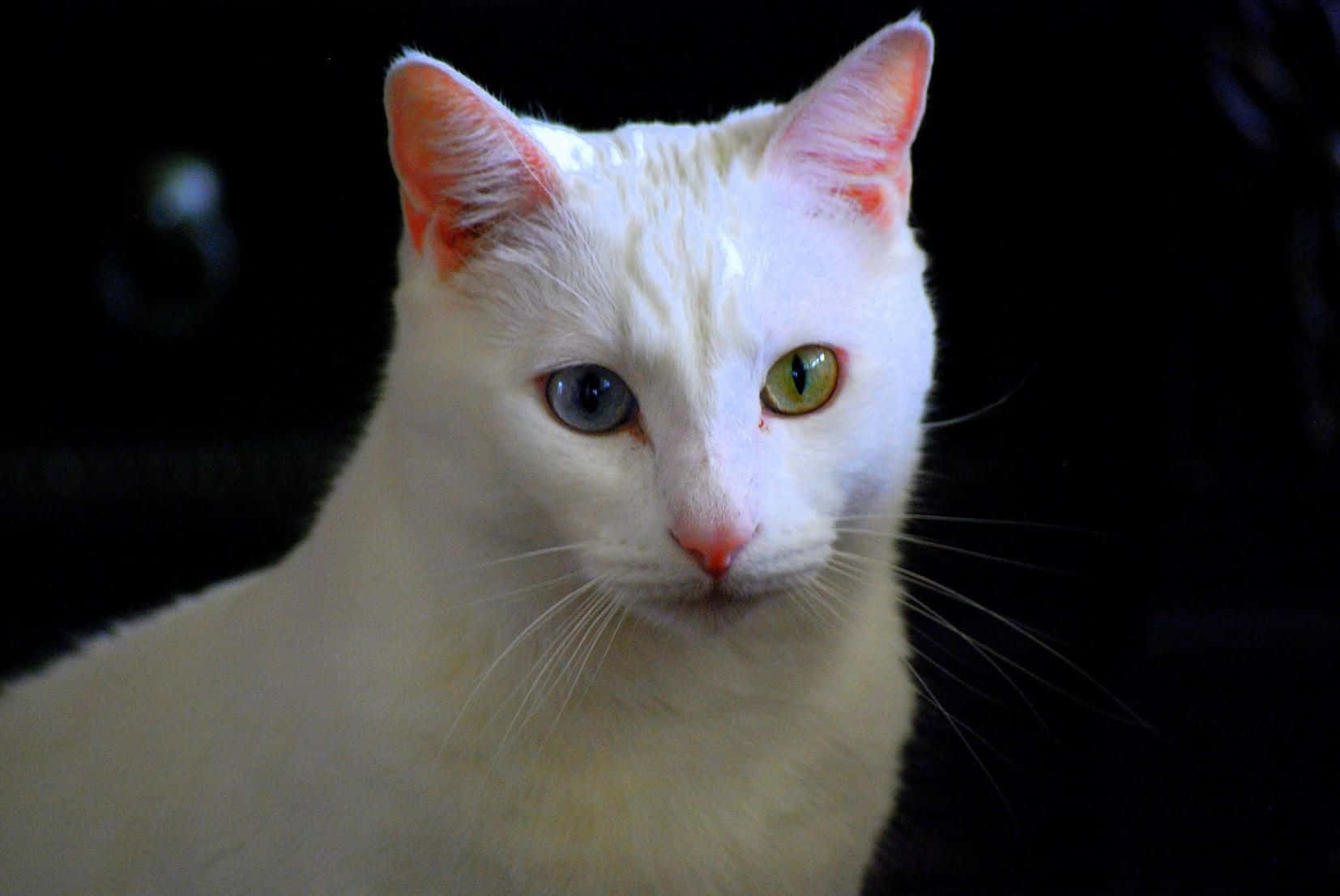 Turkish Angora 桌布 壁紙 — 一隻白貓的特寫，擁有異色瞳（一藍一綠），背景為黑色。