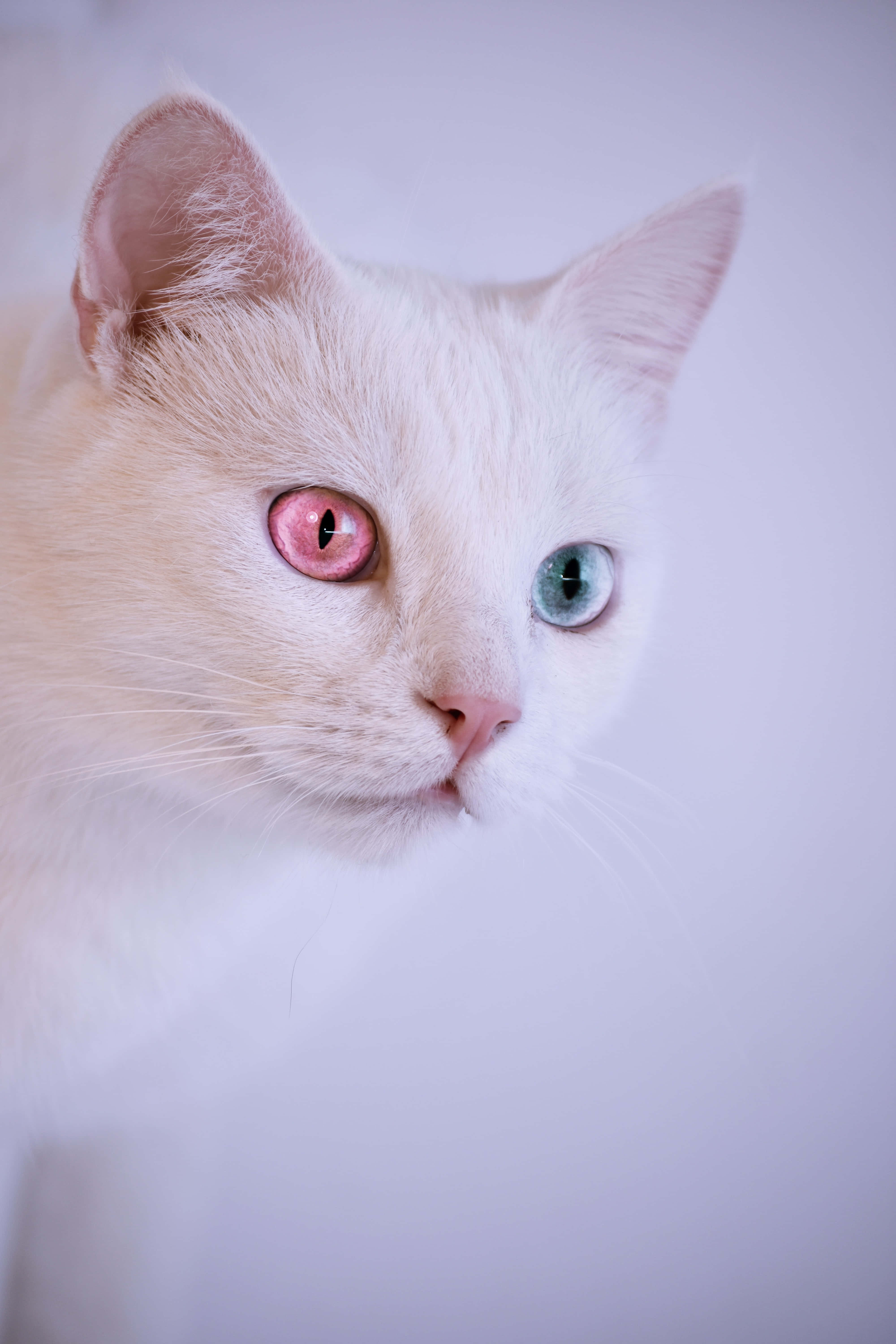 Cute Cat 桌布 壁紙 — 一隻白貓的特寫，有一隻粉紅色和一隻藍色的眼睛，背景是柔和的薰衣草色。