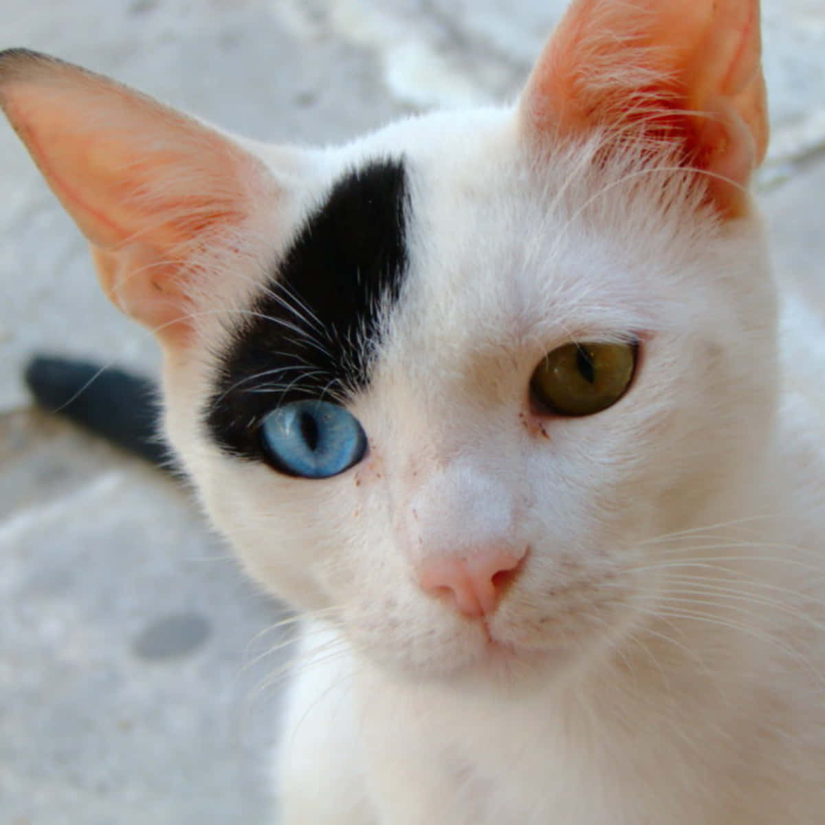 Cat Eyes 桌布 壁紙 — 一隻白貓的特寫，有一隻藍眼睛和一隻綠眼睛，直視鏡頭。