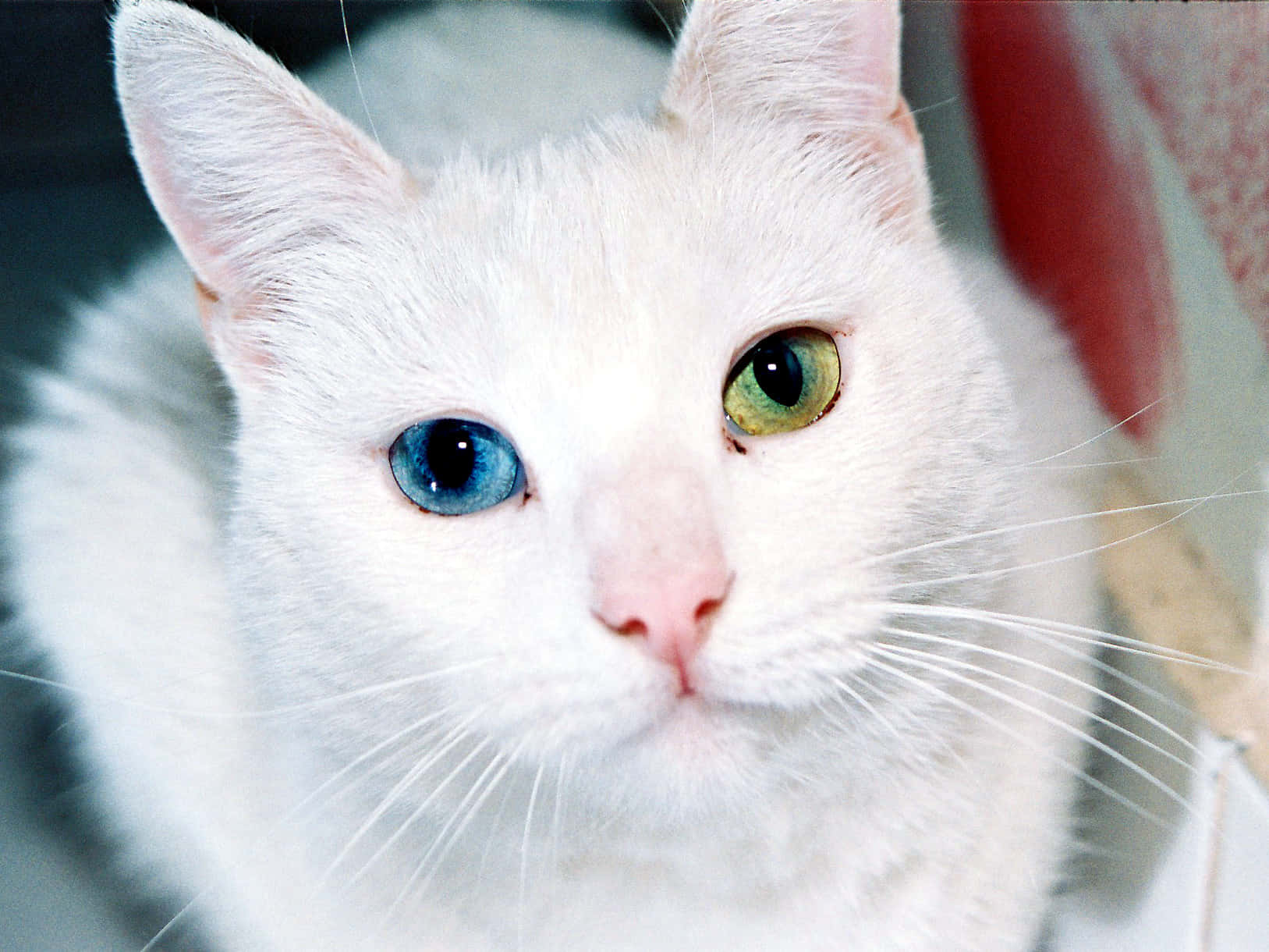 Cat Eyes 桌布 壁紙 — 一隻白貓的特寫，有一隻藍色和一隻綠色的眼睛，直視鏡頭。
