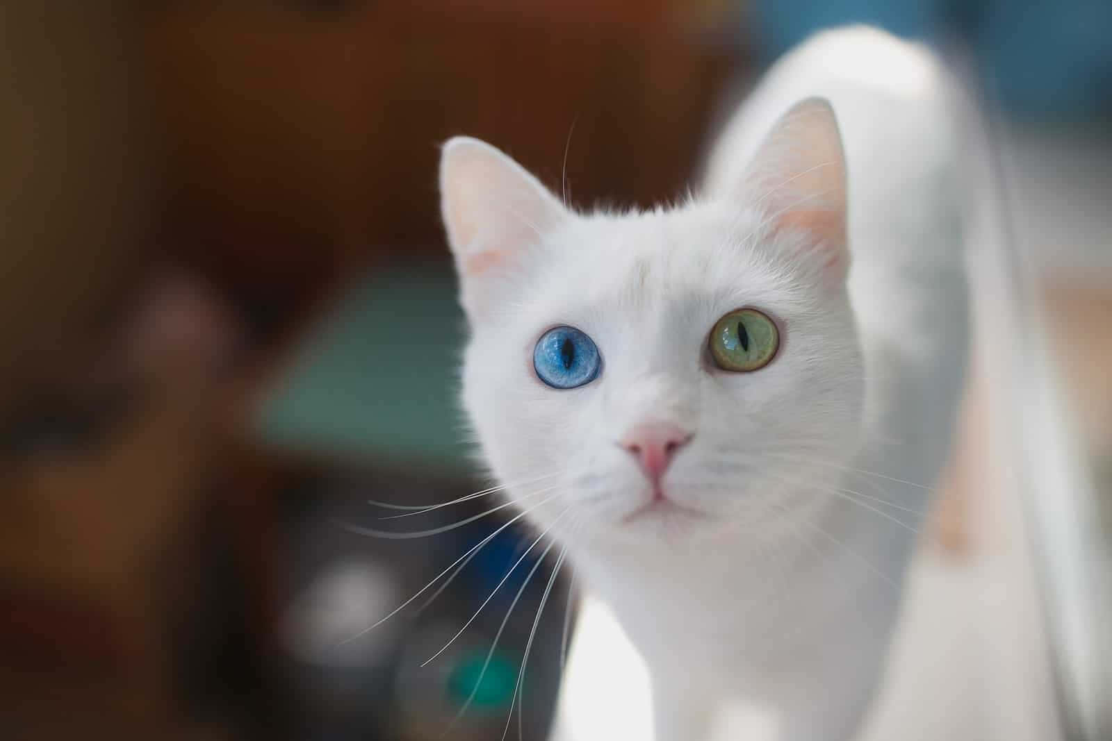 Cat Eyes 桌布 壁紙 — 一隻白貓的特寫，有一隻藍色和一隻綠色的眼睛，直視鏡頭。