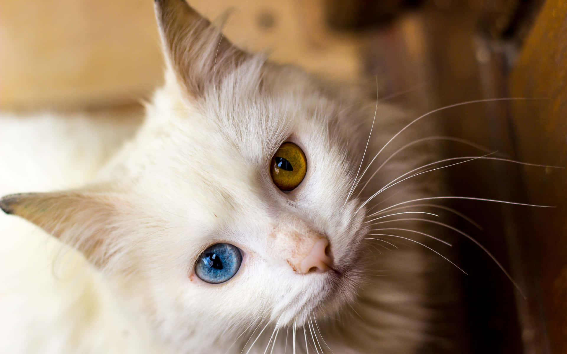 Cat Eyes 桌布 壁紙 — 一隻白貓的特寫，有一隻藍色和一隻金色的眼睛，向上凝視，毛髮柔軟，鬍鬚纖細。