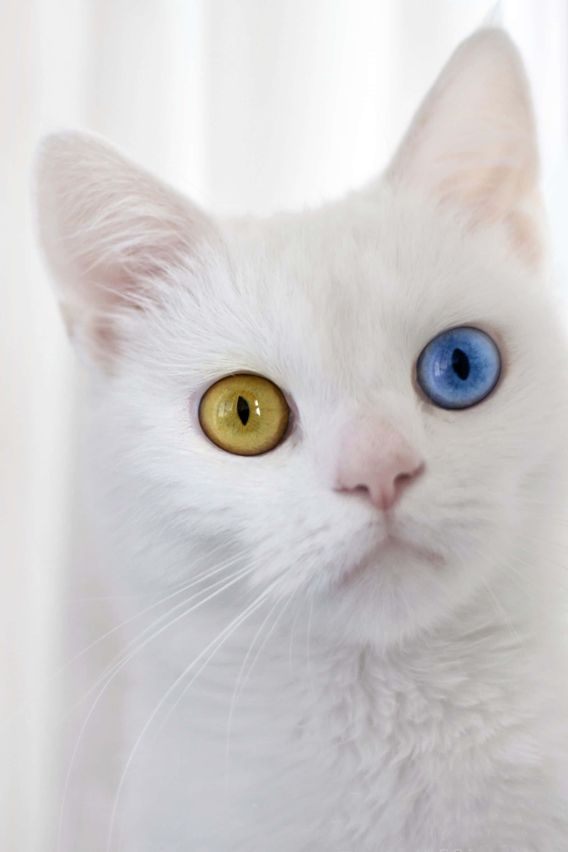 Cat Eyes 桌布 壁紙 — 一隻白貓的特寫，有一隻金色和一隻藍色的眼睛，直視鏡頭，背景是柔和的白色。