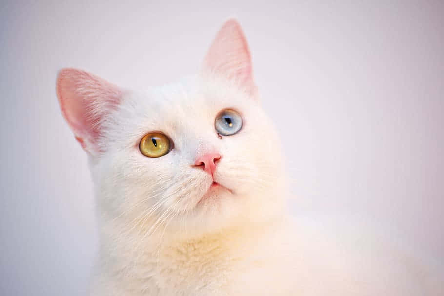 Turkish Angora 桌布 壁紙 — 一隻白貓的特寫，有一隻金色和一隻藍色的眼睛，在柔和的灰色背景上向上凝視。