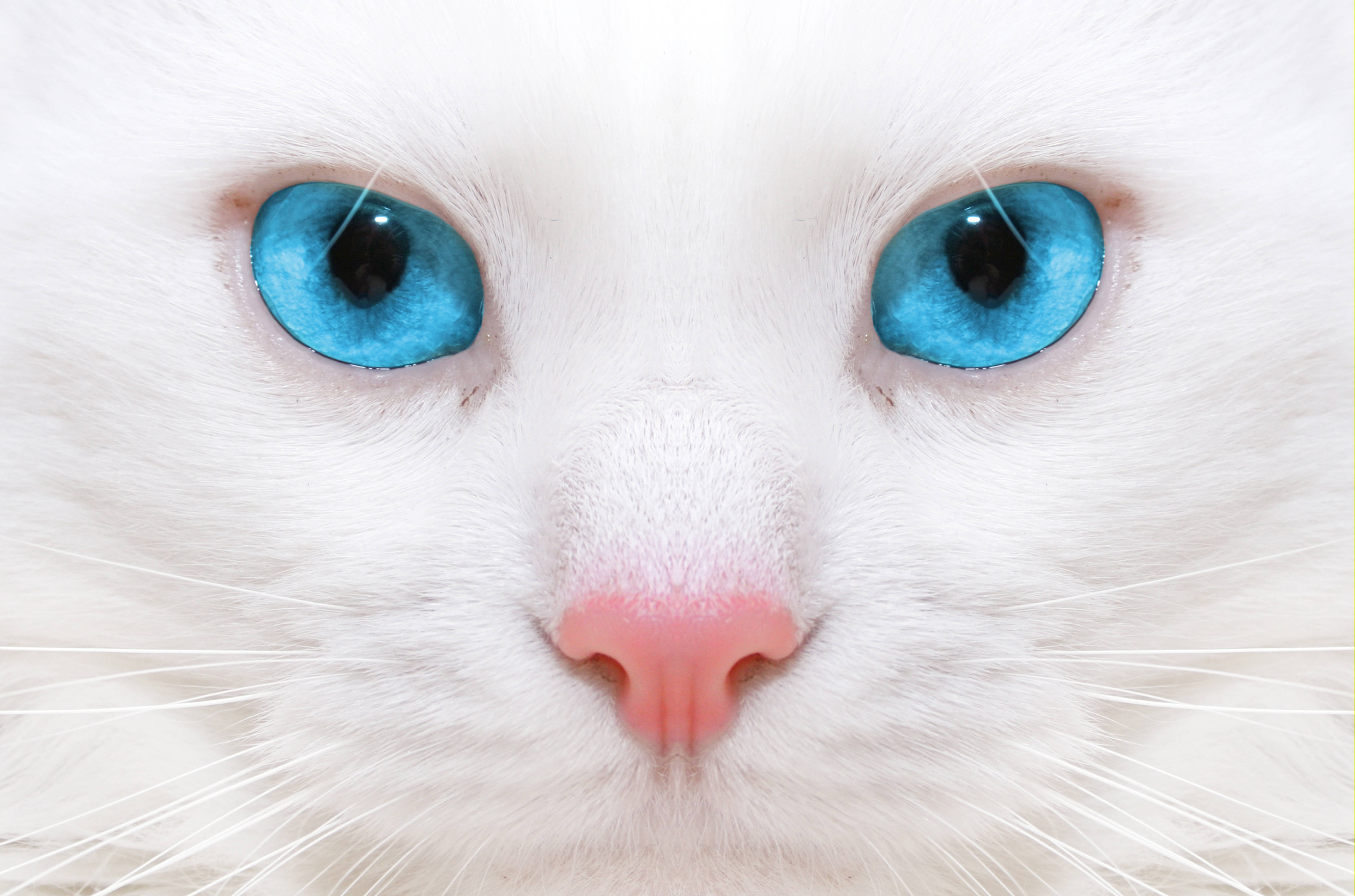 Beautiful Cats 桌布 壁紙 — 一隻白貓臉部的特寫，擁有引人注目的藍色眼睛和粉紅色鼻子。