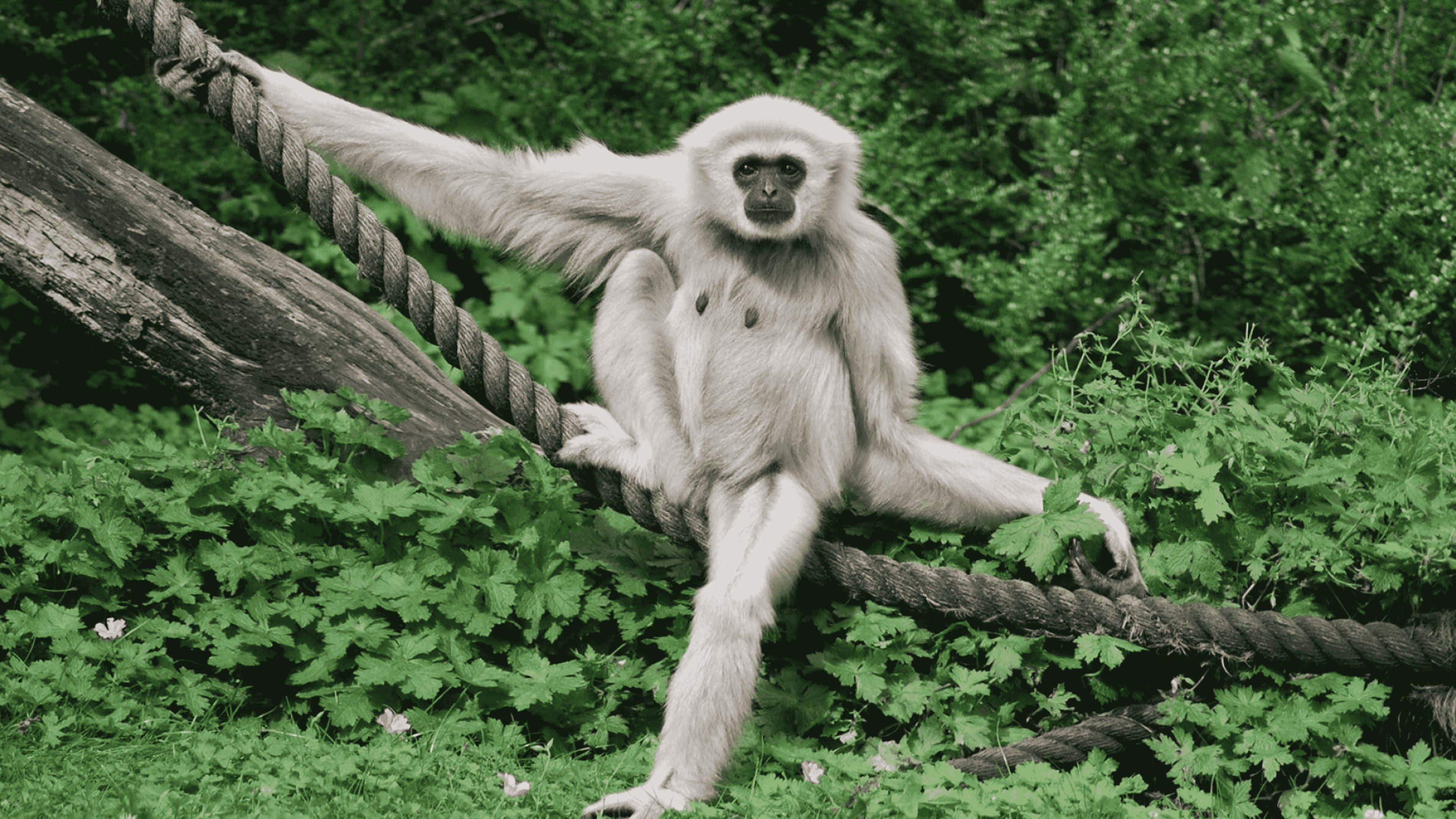 動物 桌布 壁紙 — 一隻白長臂猿在森林環境中，放鬆地坐在一條粗繩上，周圍是茂密的綠色樹葉。