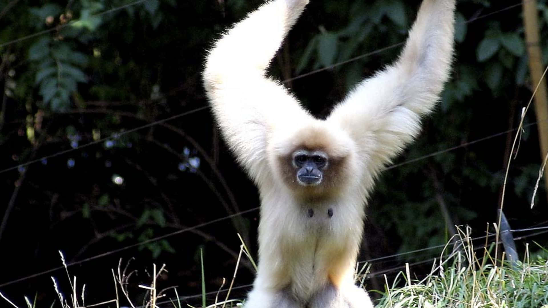 1920x1080 Gibbon 桌布 壁紙 — 一隻白長臂猿在茂密的綠色森林中張開雙臂，身後有藤蔓和樹葉。
