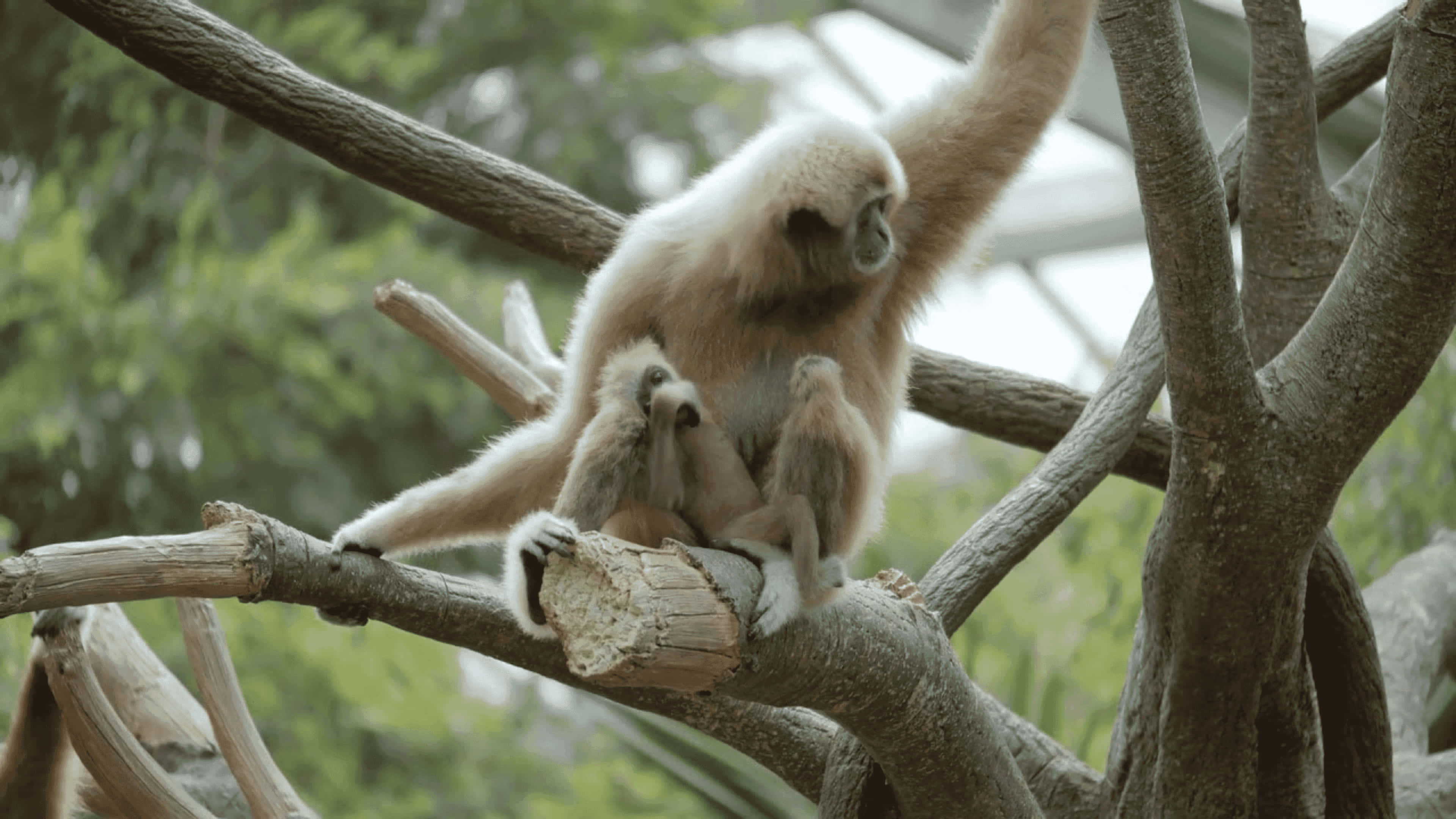 動物 桌布 壁紙 — 一隻白長臂猿帶著寶寶在柔和的自然光下緊抓著茂密綠色樹冠中的樹枝。