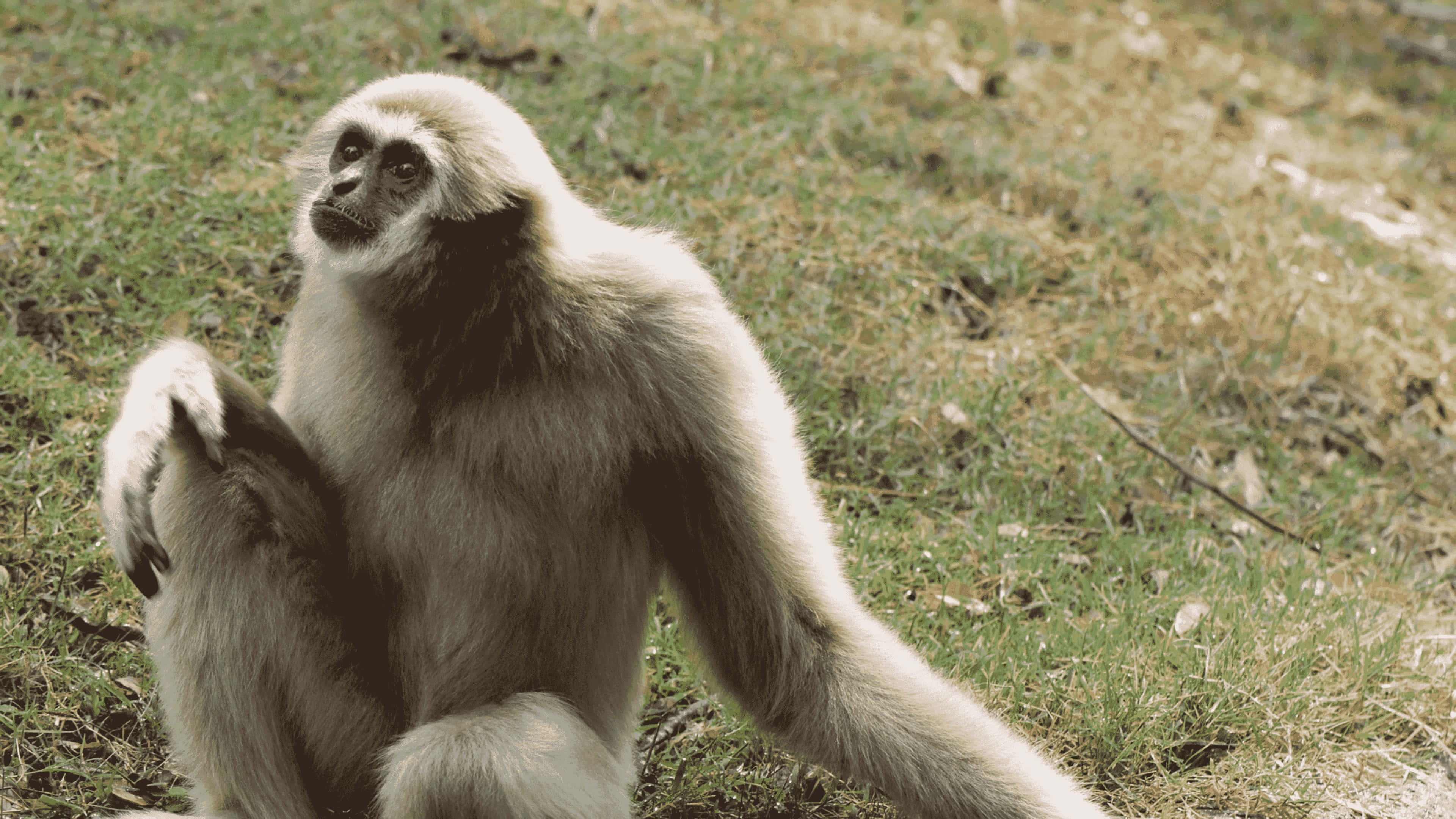 monkeys 桌布 壁紙 — 一隻白長臂猿平靜地坐在草地上，帶著沉思的目光，長臂放鬆地垂著。