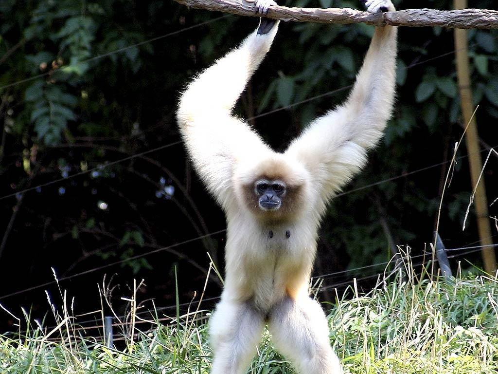Gibbon 桌布 壁紙 — 一隻白長臂猿用雙臂掛在樹枝上，好奇地凝視著茂密的綠色背景。