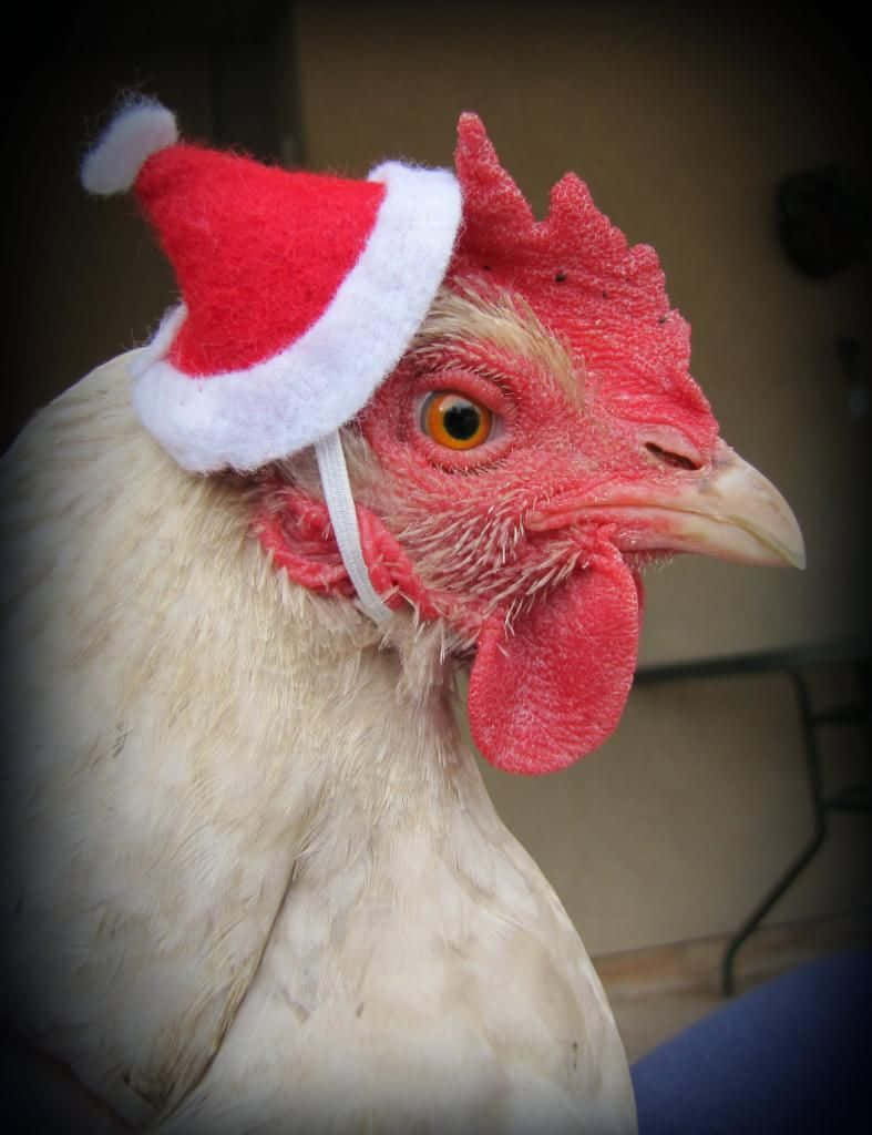 動物 桌布 壁紙 — 一隻白雞戴著紅白相間的聖誕帽，表情驚訝的特寫。