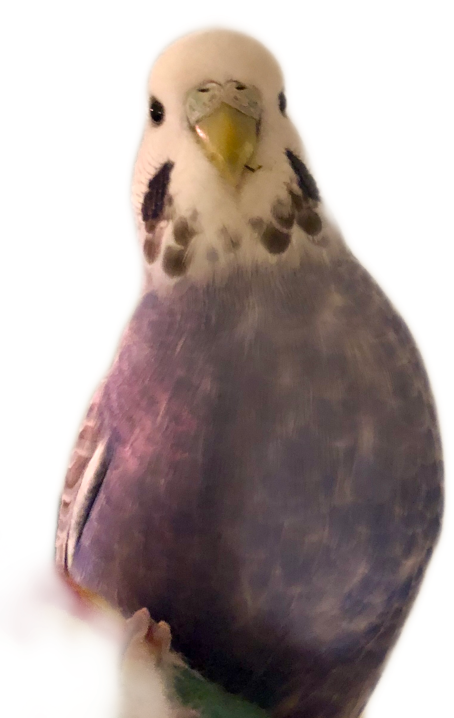 budgie 桌布 壁紙 — 一隻白面虎皮鸚鵡的近距離特寫，帶有紫灰色羽毛和黑色臉頰斑點，棲息在色彩繽紛的物體上。