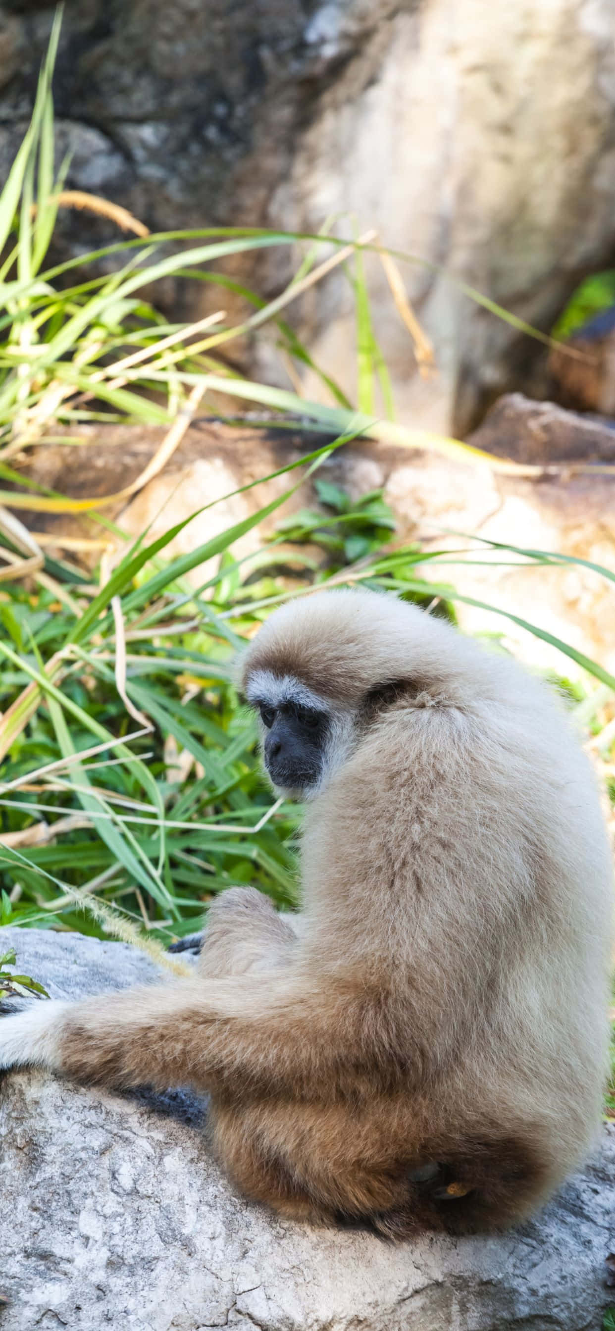 iPhone Xs Max Gibbon 桌布 壁紙 — 一隻白面長臂猿平靜地坐在陽光普照的岩石上，周圍是茂密的綠草和模糊的岩石背景。