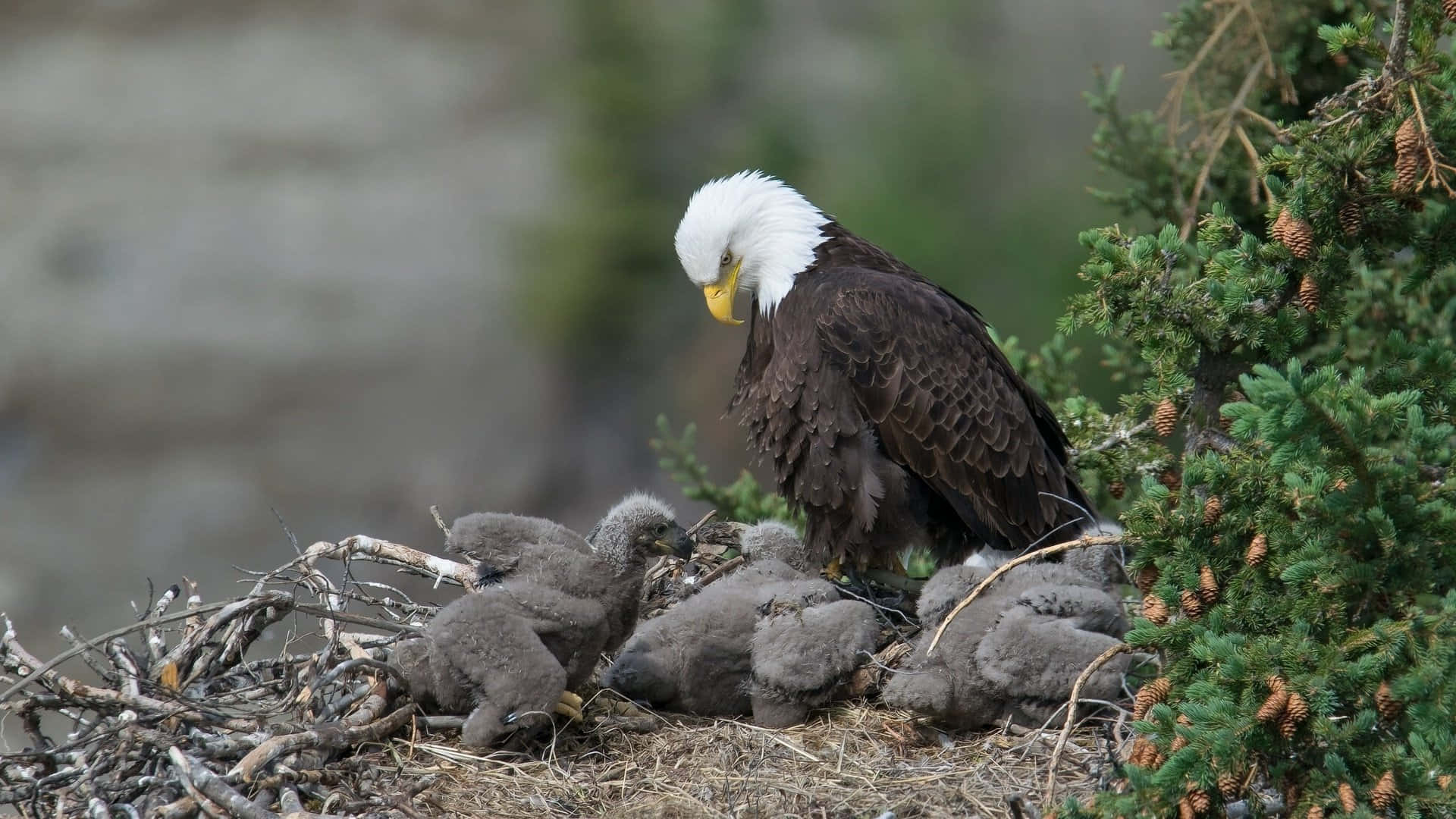 Eagle 桌布 壁紙 — 一隻白頭鷹，白色頭部及黃色鳥喙，在堅固的樹巢中守護著其毛茸茸的灰色雛鳥。