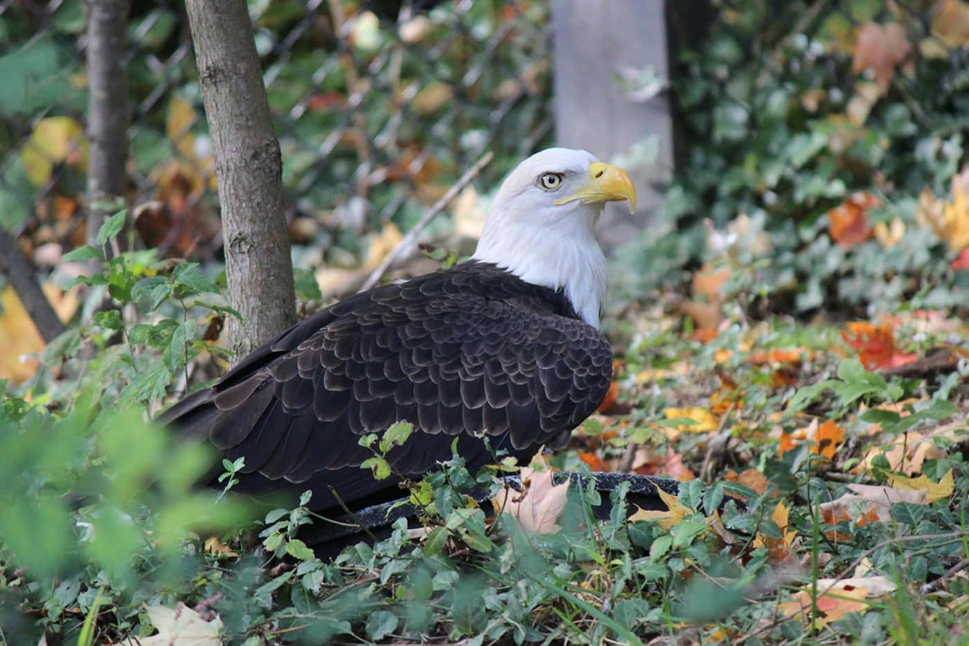 Eagle 桌布 壁紙 — 一隻白頭鷹，白色頭部和黃色喙，警覺地棲息在秋葉和綠色樹葉中。