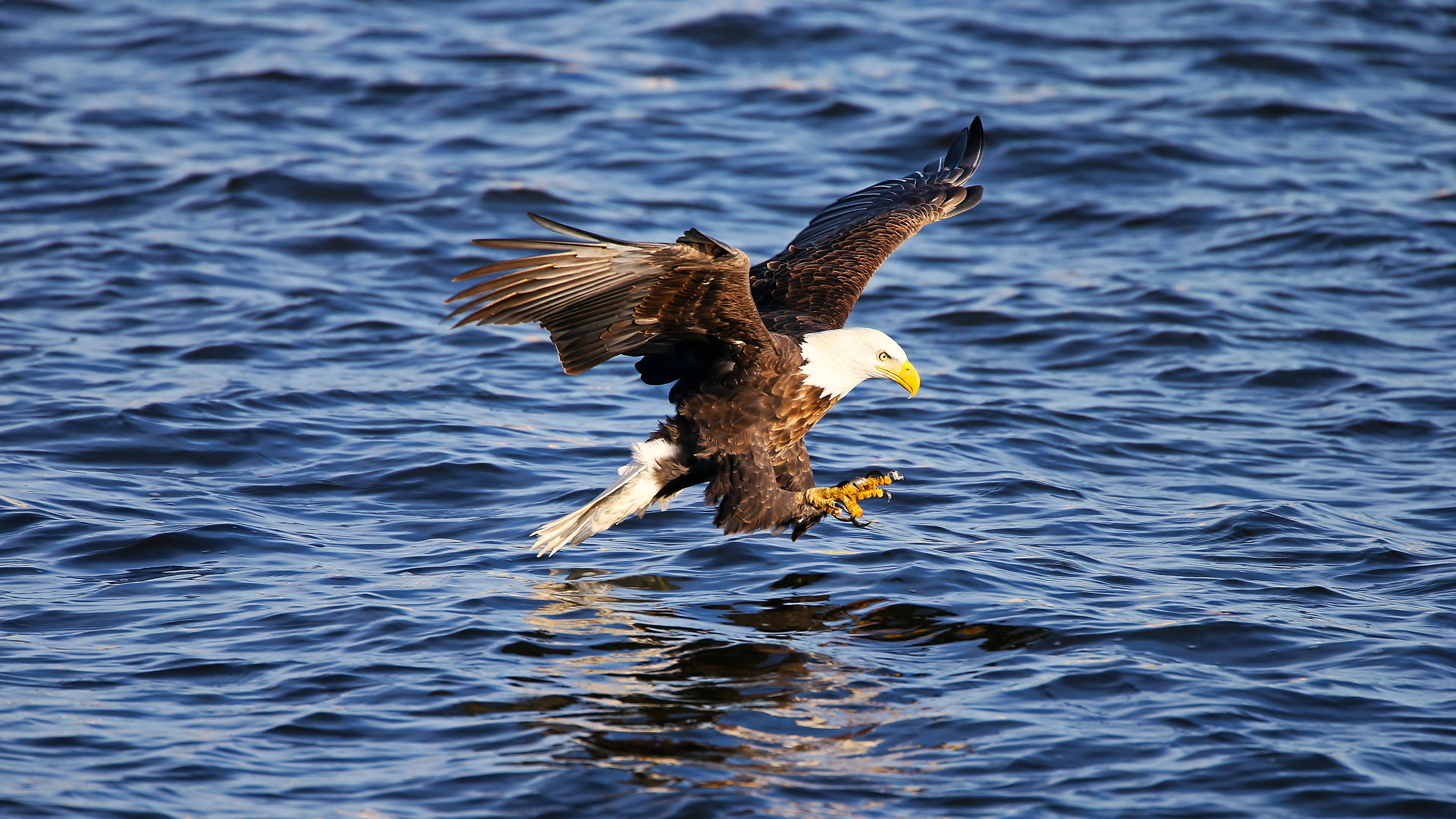 Eagle 桌布 壁紙 — 一隻白頭鷹低飛過波光粼粼的藍色水面，展開翅膀，伸出爪子，準備捕捉獵物。