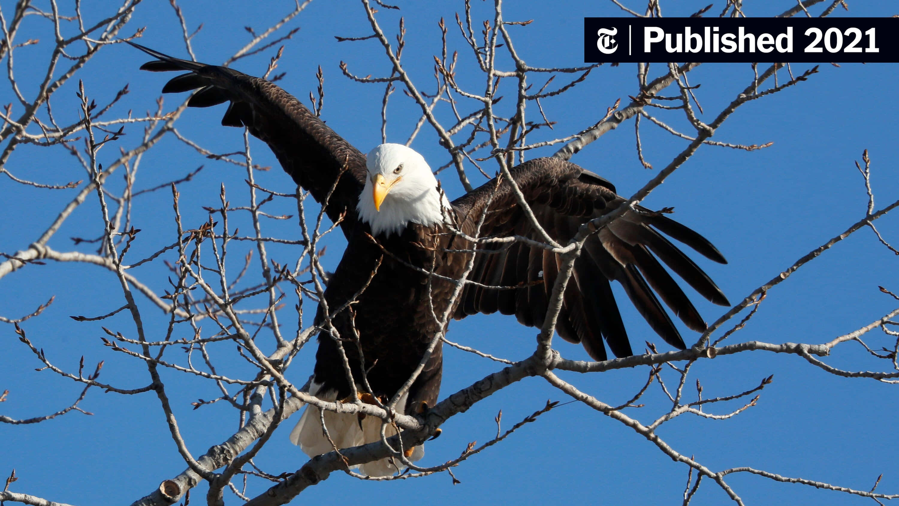 Bald Eagle 桌布 壁紙 — 一隻白頭鷹在光禿的樹枝上展開翅膀，背景是清澈的藍天。