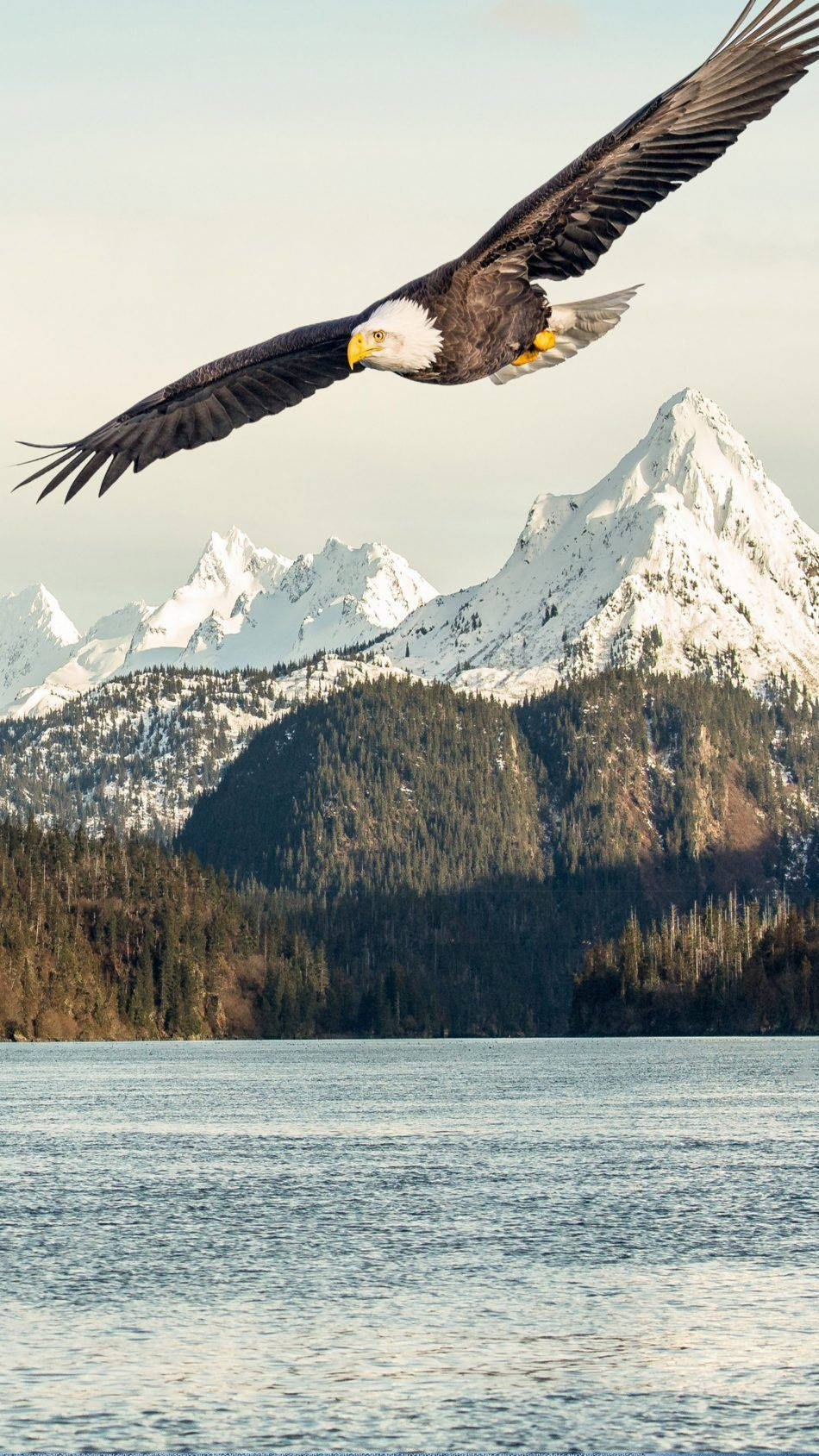 Flying Eagle 桌布 壁紙 — 一隻白頭鷹在平靜的湖面上優雅地飛翔，背後是茂密的常綠森林和白雪覆蓋的山脈。