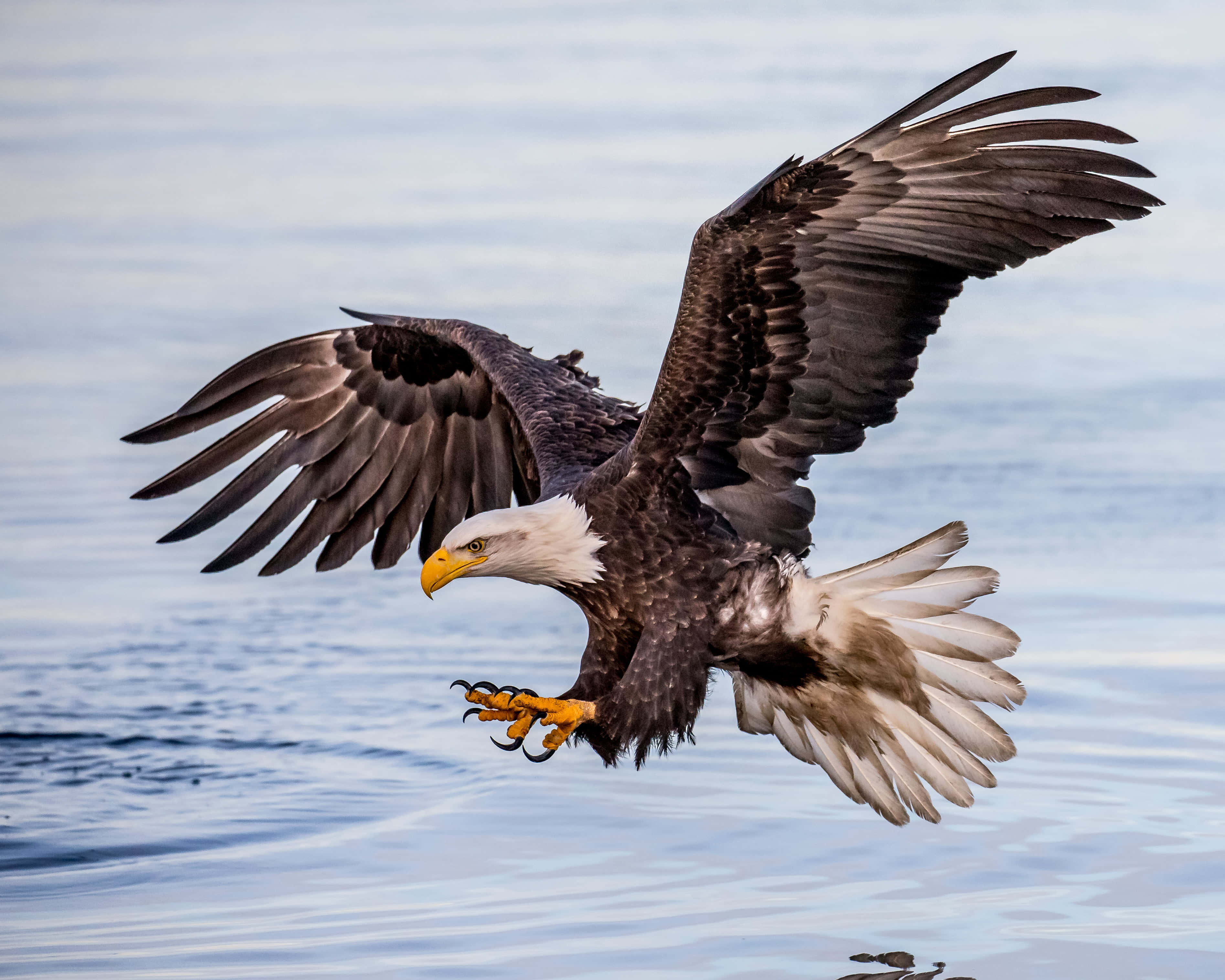 Eagle 桌布 壁紙 — 一隻白頭鷹在平靜的藍色水面上低飛，翅膀張開，爪子伸出，準備攻擊。